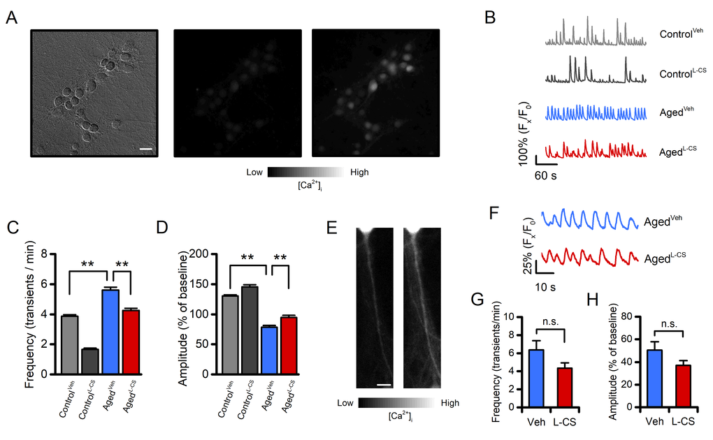 Effects of aging and L-CS on Ca2+transient frequency and amplitude.(A) Representative brightfield (left) and fluorescent (middle and right) micrographs of a fluo-4-loaded agedL-CSneuronal culture employed to monitor spontaneous Ca2+transients (scale bar 25 µm). Greyscale fluorescent images show cortical neurons before (middle) and during (right) a Ca2+transient. (B) Time course of somatic spontaneous Ca2+oscillations in the four study groups. Each trace depicts a single neuron representative of at least three independent experiments. (C) Bar graphs depict average transient frequencies of vehicle- or L-CS-treated control and aged neurons (ControlVeh: n=499, ControlL-CSn=253, AgedVehn=367, and AgedL-CSn=293 cells obtained from 15-38 experiments). (D) Bar graphs depict the average Ca2+transient amplitude in the four study groups [samples are the same as in (C)]. (E) Representative greyscale fluorescent micrographs of a fluo-4-loaded primary dendrite before (left) and during (right) a Ca2+transient. (F) Time course of dendritic spontaneous Ca2+oscillations in the AgedVehand AgedL-CScultured neurons. Each trace depicts a single dendrite representative of at least three independent experiments. (G) Bar graphs depict average transient frequencies of AgedVehand AgedL-CSdendrites (AgedVehn=21 and AgedL-CSn=27 dendrites from 12-18 experiments). (H) Bar graphs depict the average dendritic Ca2+transient amplitude in the four study groups [samples are the same as in (G)]. In C and D means were compared by two-way ANOVA followed by Tukey post-hoc test. In G and H means were compared by unpaired Student t-test. ** indicates p