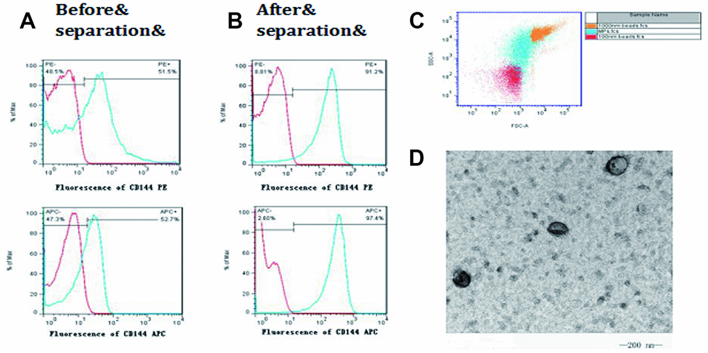 Isolation and identification of microparticles from endothelial cells. CD144 was used to mark endothelial cell-derived microparticles (EMP). (A) The positive rate of CD144 in the plasma before isolation; (B) The positive rate of CD144 in the plasma after isolation; (C) The isolated microparticles were further selected, using FCM, with the standards of 100 nm and 1000 nm; (D) Transmission electron microscopy was used to observe the obtained microparticles with a diameter >100 nm.