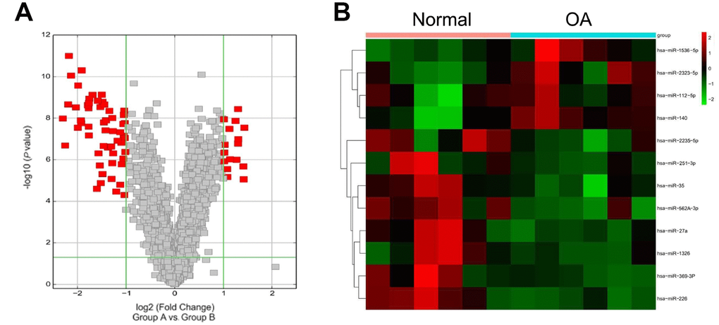 Microarray data. (A) Volcano plot displaying the alteration of microRNA (miRNA; 2-fold increase or decrease) expression versus p, as detected by the microarray analysis of OA patients relative to healthy controls. (B) Different expression levels of a set of microRNAs in OA patients and healthy controls. Green, low expression levels; red, high expression levels.