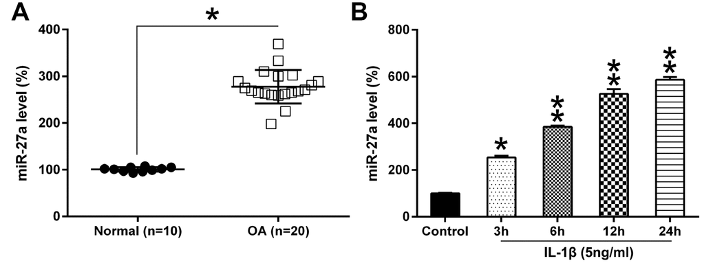 The miR-27a expression in OA cartilage and IL-1β-triggered chondrocytes. (A) miR-27a expression in normal (n=10) as well as OA cartilage samples (n=20) were evaluated using Q-PCR. (B) Chondrocytes were treated with 5 ng/ml IL-1β for 0, 3, 6, 12, or 24 hours. The miR-27a expression was assessed via Q-PCR, and normalization to the levels of GAPDH. The results are described as the mean ± SD. *P 