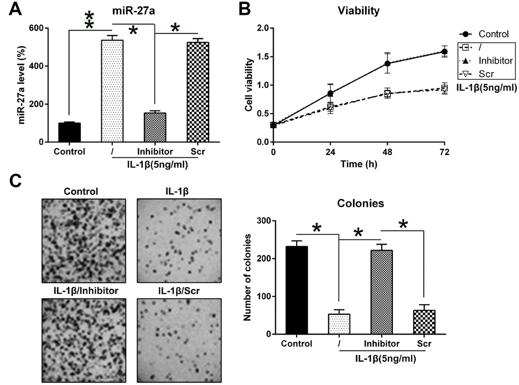 Contribution of miR-27a expression to the growth of IL-1β-triggered chondrocytes. (A) Expression levels of miR-27a in IL-1β-treated chondrocytes that underwent transfection with the miR-27a inhibitor and miR-Scr were evaluated by Q-PCR. (B) The proliferation rate of IL-1β-treated chondrocytes was measured at 24, 48, and 72 h following their transfection using the MTT test. (C) Soft agar colony generation assay of IL-1β-treated chondrocytes transfected with the miR-27a inhibitor and miR-Scr. The lower panel indicates the number of colonies in each group. The results are described as the mean ± SD. *P 