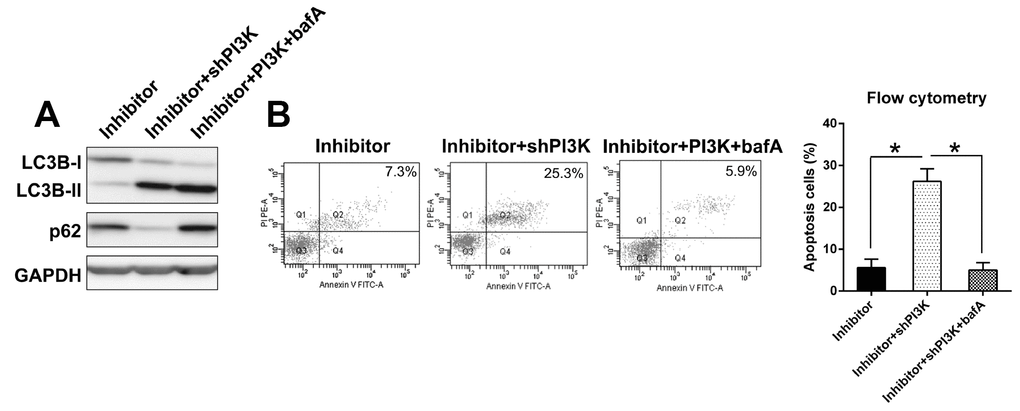 Effect of balA on autophagic flux induced by PI3K silencing. (A) Autophagic flux was determined in IL-1β treated chondrocytes. Cells with inhibited expression of miR-27a and PI3K were co-treated with bafA for 12 hrs. Cell lysates were subjected to WB analysis using anti-p62, anti-LC3B and anti-GAPDH antibodies. (B) Annexin V-FITC&PI staining of IL-1β treated chondrocytes co-treated with BafA (100 nM) for 24 hrs. Data are representative of three independent experiments.