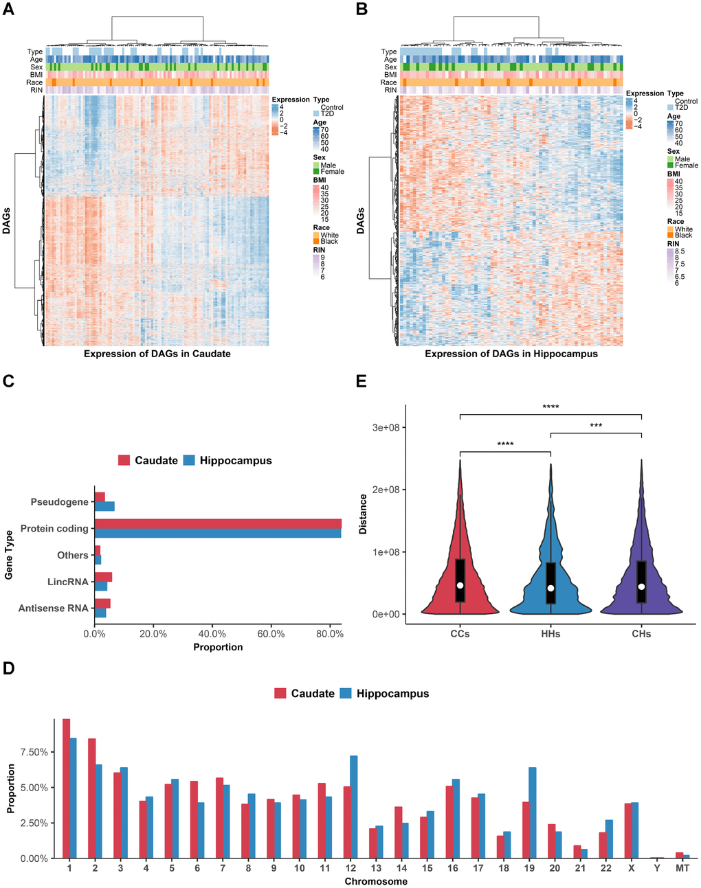 Distributions of DAGs. (A and B) Heat maps of DAGs (row) on samples (column) were shown for caudate (A) and hippocampus (B). (C) Gene biotype categories of DAGs according to GENCODE. X-axis shows the proportion to the total DAGs in each brain region. (D) Chromosomal distribution of DAGs. Y-axis shows the proportion to the total DAGs in each brain region. (E) The violin plot comparing the intra-chromosomal distances between DAGs in different brain regions. ***P ****P 