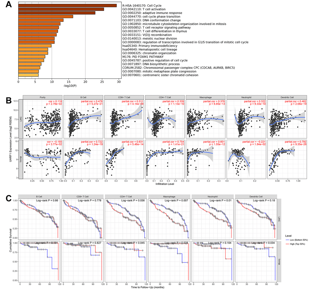 UHRF1 expression is correlated with immune infiltration in LIHC and THYM. (A) GO and KEGG enrichment analysis of UHRF1-related genes. (B) Correlation of UHRF1 expression with immune infiltration analyzed using the “Gene” module in TIMER. (C) Kaplan–Meier plots for immune infiltrates and overall survival of LIHC and THYM were visualized using the “Survival” module in TIMER.