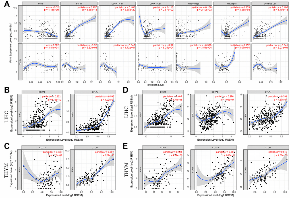 PD-L1 and CTLA-4 are potential downstreams of RP11-424C20.2/UHRF1 axis. (A) Correlation of IFN-γ expression with immune infiltration in LIHC and THYM. (B) and (C) Correlation analysis between IFN-γ expression and PD-L1 or CTLA-4 in LIHC and THYM. (D) and (E) Correlation analysis between STAT1 and IFN-γ, PD-L1 or CTLA-4 in LIHC and THYM.
