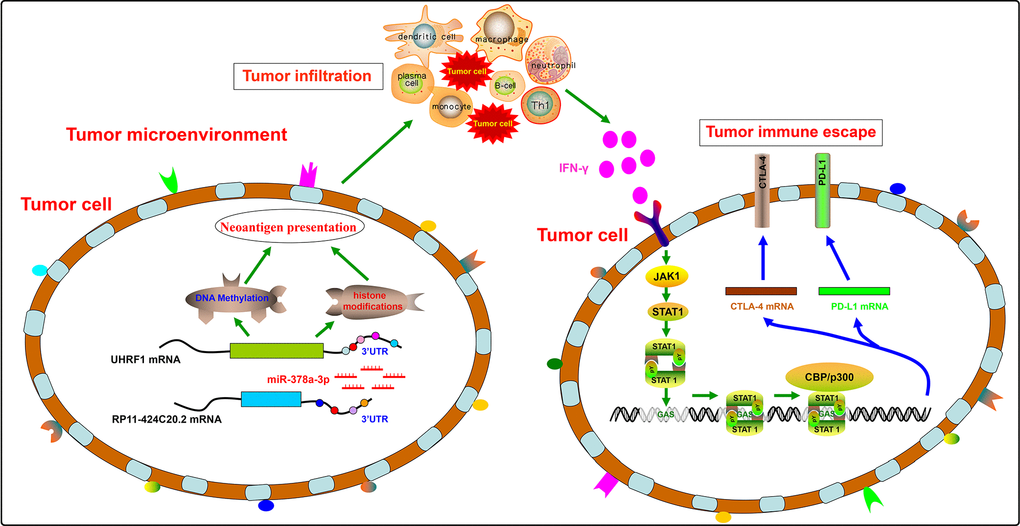 A disparate role of RP11-424C20.2/UHRF1 axis in the progression of LIHC and THYM by regulating tumor immune escape.