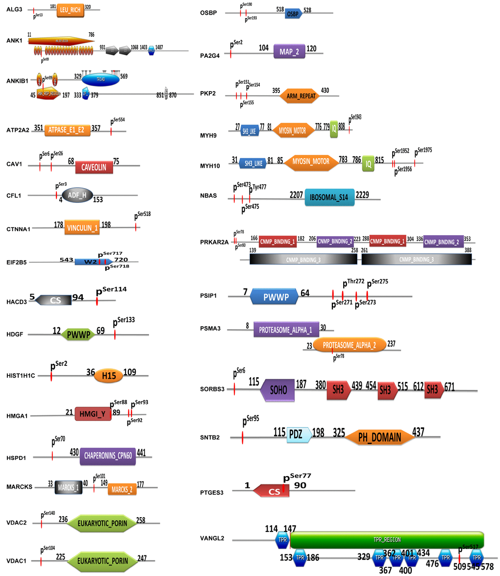 Identification of phosphorylated sites and protein domains in mtPPs.