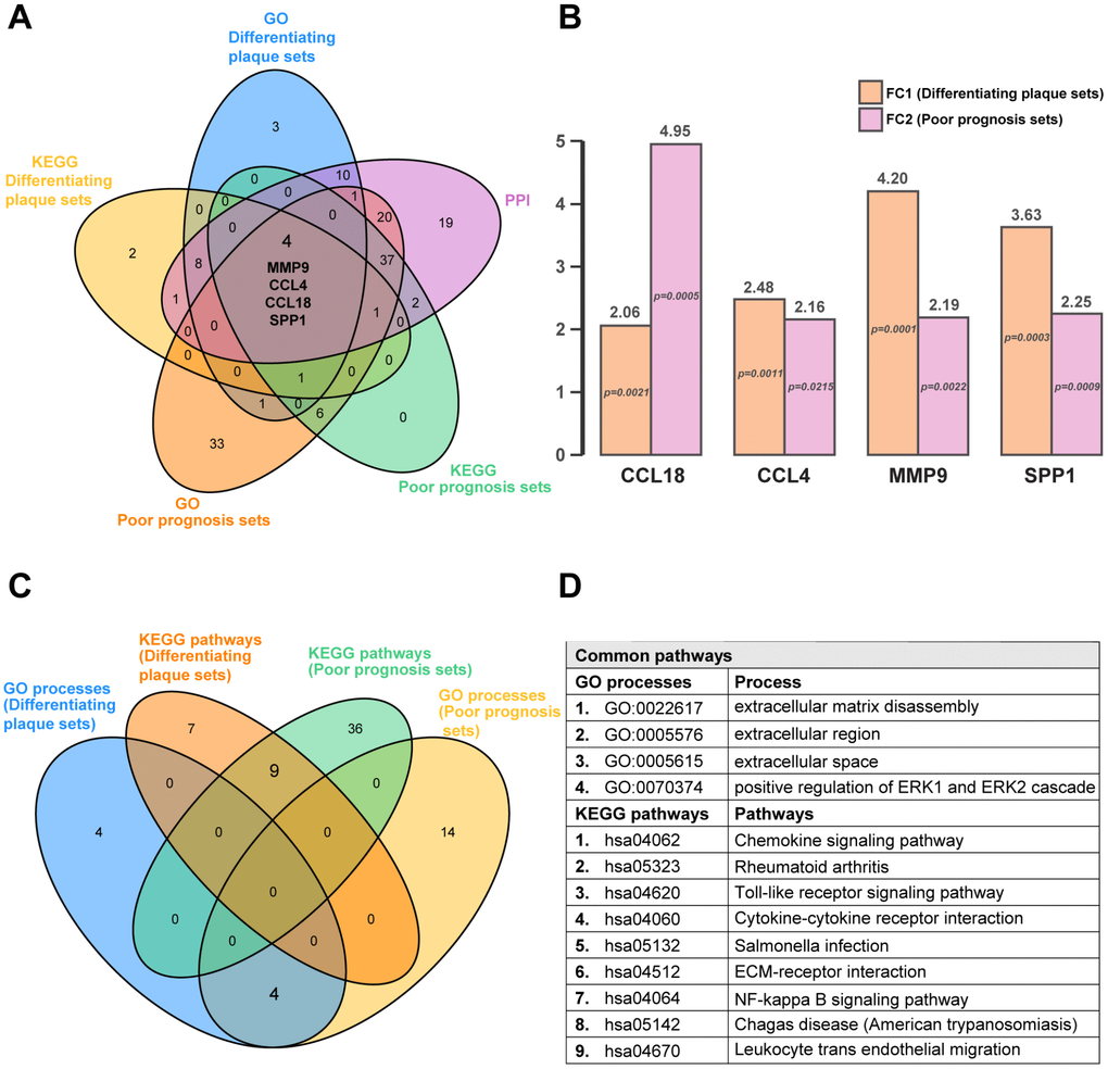 Common hub genes and pathways in differentiating plaque sets and poor prognosis sets. A five-set Venn diagram showing a combination of all differentially expressed genes of GO processes and KEGG pathways in differentiating plaque sets and poor prognosis sets. A total of 4 common genes were identified. Fold change and P value of the 4 common genes in differentiating plaque sets and poor prognosis sets. They are all upregulated genes. Four-way Venn diagram of GO processes and KEGG pathways identified in differentiating plaque sets and poor prognosis sets. A total of 4 GO processes and 9 KEGG pathways were identified in common between the training set and differentiating plaque sets. Details of the common pathways from Venn diagram analysis. FC1: fold change in differentiating plaque sets; FC2: fold change in poor prognosis sets.