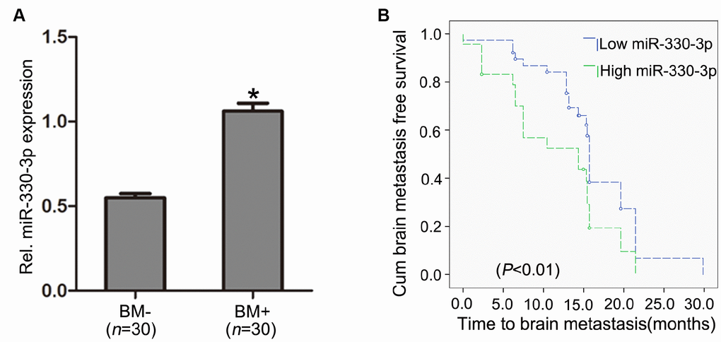 MiR-330-3p expression in primary lung tissues. (A) miR-330-3p expression was upregulated in primary lung tumor tissues with BM (BM+) compared with subjects without BM (BM-) upon diagnosis (n = 30 each). (B) Kaplan-Meier analysis of association between miRNA-330-3p and BM- free period.