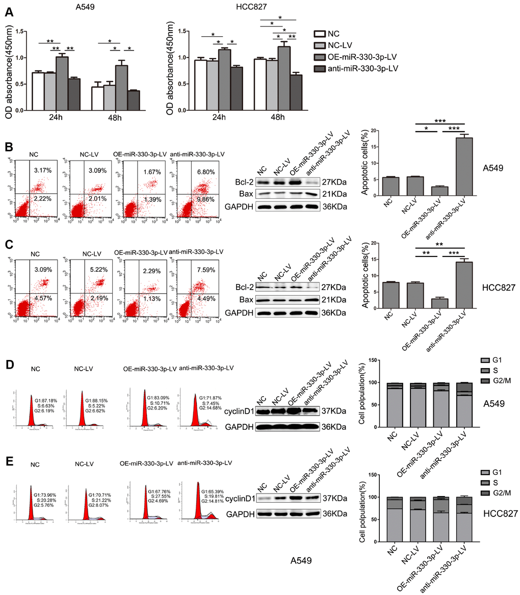 MiR-330-3p regulated proliferation, apoptosis and cell cycle of NSCLC cells. (A) The proliferative ability of A549 and HCC827cells after transfection was evaluated by MTT assay. Data represent mean ± SD. (B, C) The apoptosis of A549 and HCC827 cells was determined by Annexin V-fluorescein isothiocyanate (FITC)/7-amino-actinomycin D (7-AAD) staining. The percentages of Annexin-V-positive cells were indicated. The expression of Bax and Bcl-2 was determined by western blotting in A549 and HCC827 cells. GAPDH was used as a loading control. (D, E) The cell cycle was analyzed by flow cytometry after PI staining, and the data were processed with ModFit LT program. Western blotting of cyclin D1 was shown under each band. Protein level quantification was normalized to GAPDH. *P P P 