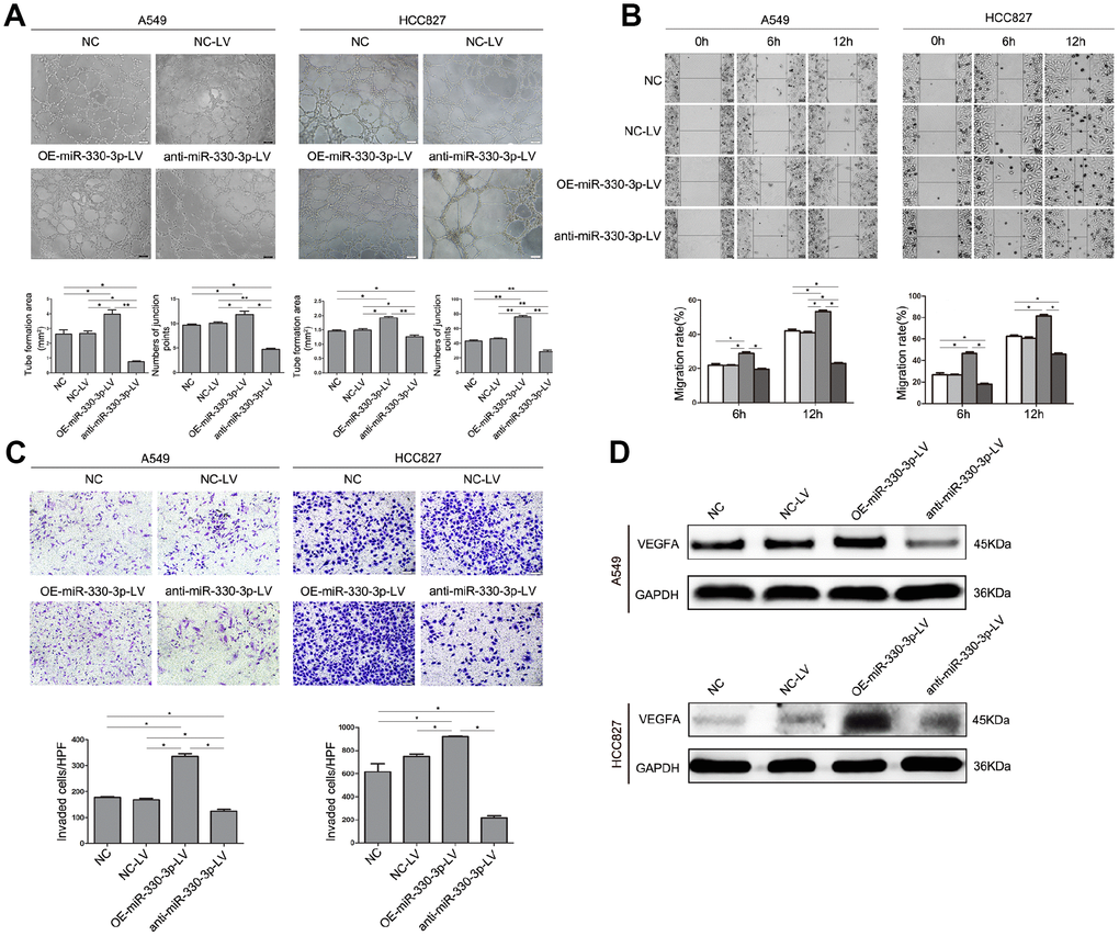 MiR-330-3p promoted angiogenesis, cell migration and invasion of HUVEC cells co-cultured with A549 and HCC827 cells. (A) HUVECs were seeded on top of extracellular matrix, in the presence of conditioned medium (CM) obtained from NC-LV, OE-miR-330-3p-LV or anti-miR-330-3p-LV-transfected A549 and HCC827 cells. Tube formation was assessed using an inverted light microscope (original magnification ×100). (B) HUVECs were seeded in 6-well plates, in the presence of CM obtained from NC-LV, OE-miR-330-3p-LV or anti-miR-330-3p-LV transfected A549 and HCC827 cells. Wound closure was determined 6 h and 12 h after the scratch. (C) Cell invasion was evaluated using a 24-transwell chamber with 8-μm pore insert. HUVECs were seeded in the upper chamber, in the presence of CM obtained from NC-LV, OE-miR-330-3p-LV or anti-miR-330-3p-LV-transfected A549 and HCC827 cells. The migrated cells were crystal violet-stained and assessed using an inverted light microscope (×100). (D) The expression of VEGFA by western blotting. *P P 