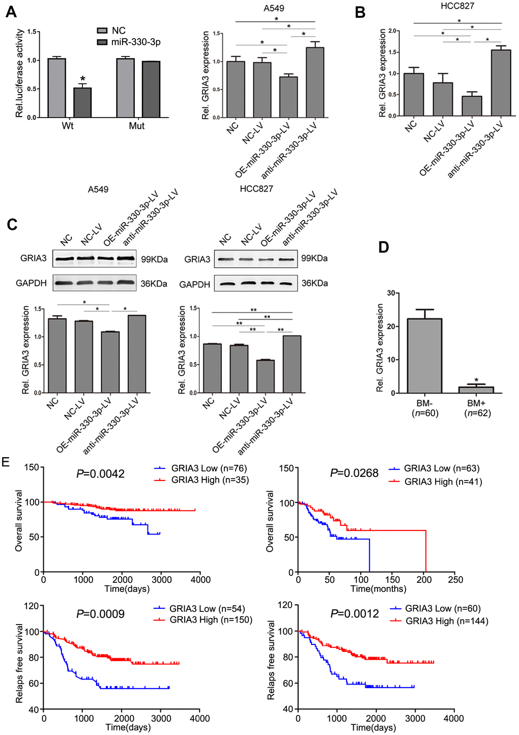 GRIA3 is a direct target of miR-330-3p. (A) Relative luciferase activity of 293T cells after co-transfection with wild type (Wt) or mutant (Mt) GRIA3 3′ UTR reporter genes and miR-330-3p mimics or control. (B) Expression of GRIA3 mRNA in A549 and HCC827-transfected cells was determined by qRT-PCR. (C) The expression of GRIA3 was analyzed in A549 and HCC827 transfected cells by western blotting. (D) Expression of GRIA3 mRNA in peripheral blood from 62 newly diagnosed BM+ and 60 newly diagnosed BM- NSCLC patients using qRT-PCR. (E) Kaplan-Meier plots with log rank test for overall survival and relapse-free survival of lung adenocarcinoma cancer patients with high GRIA3 expression and low GRIA3 expression, respectively. Data represent mean ± SD, *P P P value was calculated by one-way ANOVA.