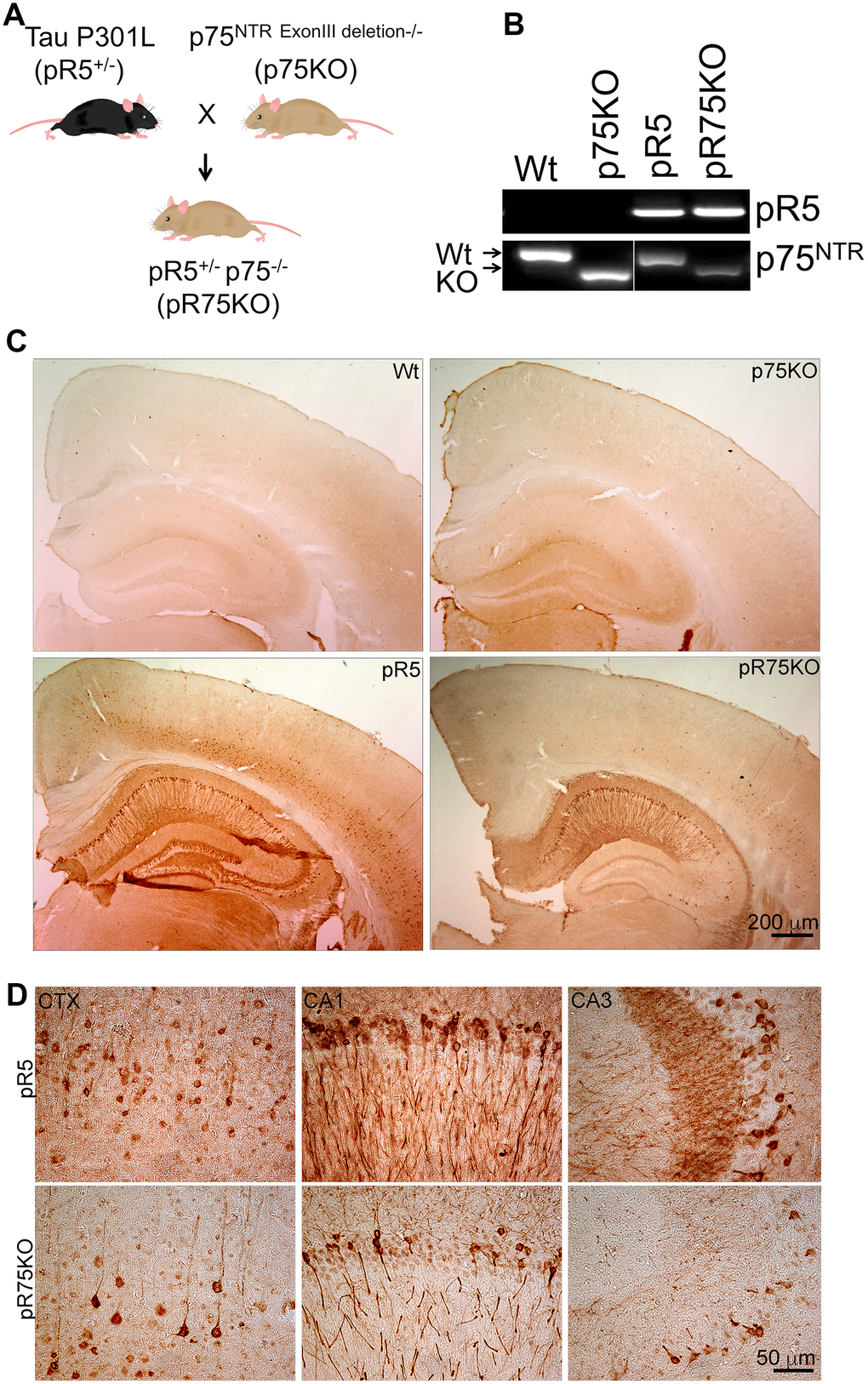 Knock out of p75NTR in pR5 mice attenuated transgenic Tau protein staining in neurons. (A) pR5 mice is cross bred with p75KO mice to generate pR75KO mice. (B) PCR confirmation of transgenic tau and p75NTR knockout. (C) Transgenic Tau, detected using human-specific Tau and pTau antibody HT7, Scale bar = 200 μm. (D) Transgenic Tau expression in pR5 was much weaker in pR75KO mice in the cortex (CTX) and hippocampal regions CA1 and CA3 at higher magnification, Scale bar = 50 μm.