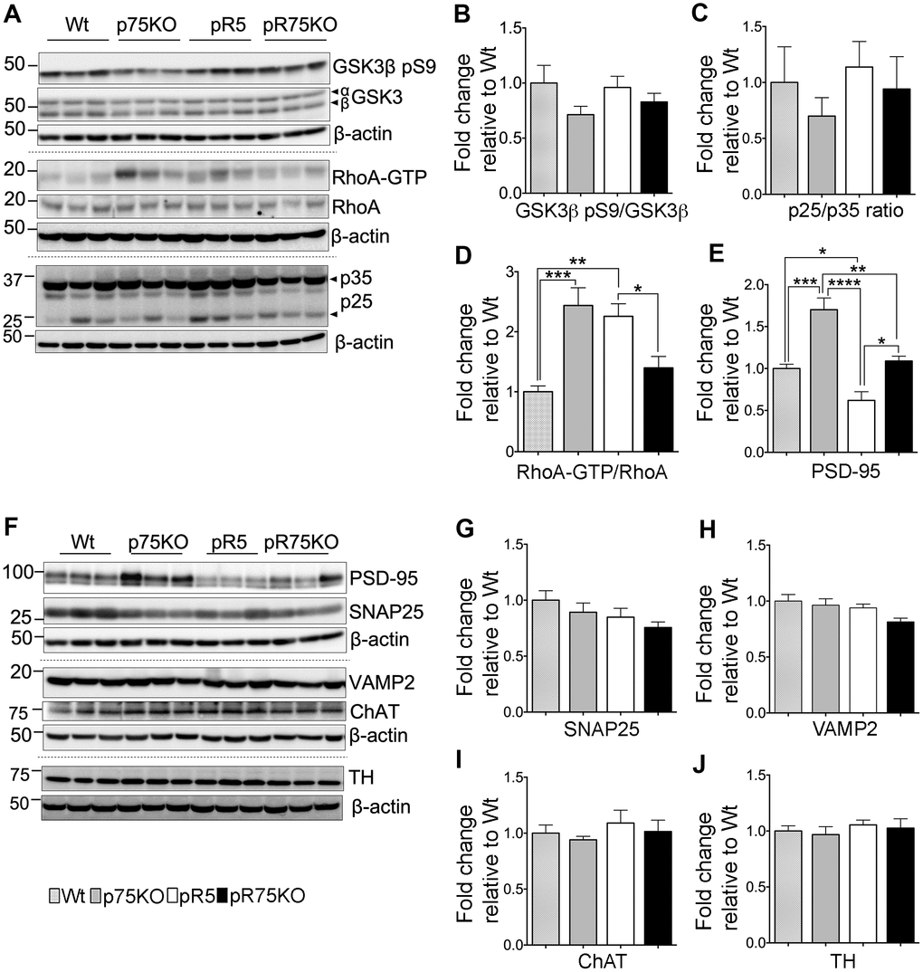 Synaptic proteins, neuronal markers and Tau kinase activity in pR75KO at 6 months. (A) Protein blots of kinases involved in Tau phosphorylation, GSK3β, RhoA and Cdk5 activators, p35 and p25 proteins in the forebrain of Wt, p75KO, pR5, and pR75KO mice. Protein band intensity quantification of inactive GSK3:GSK3β pS9 normalised with total GSK3β (B), Cdk5 activators, p25/p35 ratio (C), and active RhoA-GTP normalised with total RhoA (D). All band intensities showing B-D are expressed as fold change relative to Wt. F) Protein blots of post-synaptic protein, PSD-95 and pre-synaptic proteins, SNAP25 and VAMP2, tyrosine hydroxylase (TH) and choline acetyl transferase (ChAT). Protein band intensity quantification of PSD-95 (E), SNAP25 (G), VAMP2 (H), choline acetyl transferase (ChAT) (I), and tyrosine hydroxylase (TH) (J) normalised with total β-actin of respective blot and expressed as fold change relative to Wt. Data are represented as the mean ± SEM, n=6. Statistical comparisons were performed using one-way ANOVA and Tukey’s test. Statistical significance: *P, ***P.