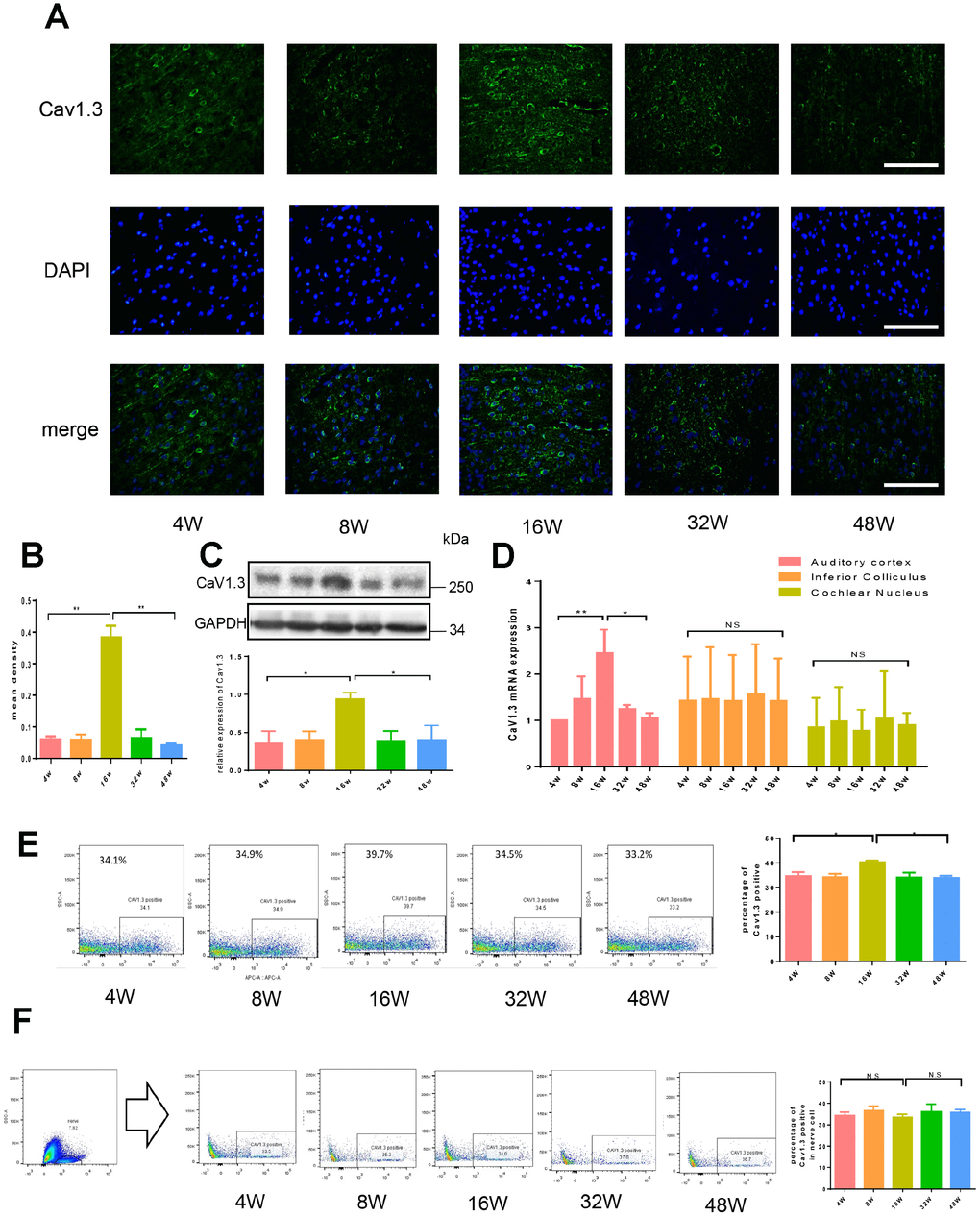 Age-related expression of Cav1.3 in auditory pathway. (A) The immunofluorescence of CaV1.3 in the auditory cortex (green, magnification, ×400). (B) the quantitative analysis of CaV1.3 expression in the auditory cortex. (C) the western-blotting analysis of CaV1.3 expression in auditory cortex (top), the bottom panel is the quantitative analysis. (D) the mRNA expression of CaV1.3 in auditory cortex, inferior colliculus and cochlear nucleus. (E) CaV1.3 expression in auditory cortex was analyzed by flow cytometry, the right panel is the quantitative analysis. (F) Cav1.3 expression in neurons of auditory cortex, the neuron cells were gated as NeuN+, the right panel is the quantitative analysis. Error bars represent mean ± s.d.; *PB–F).