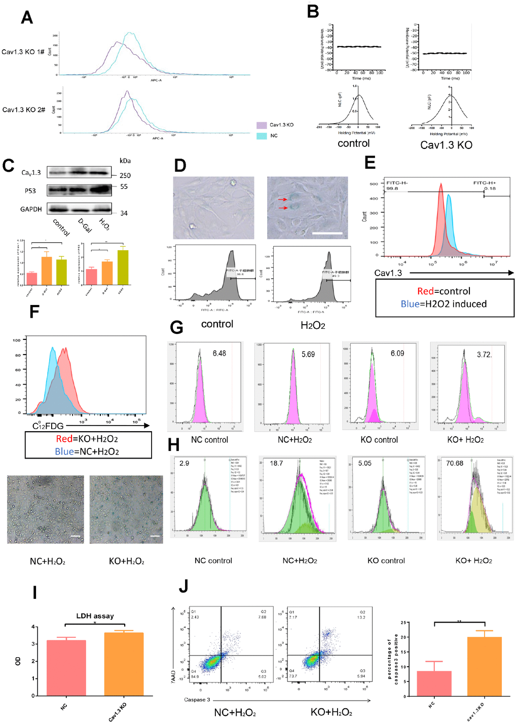 Hair cells were vulnerable to ROS injury after Cav1.3 was knocked out. (A) the effect of CaV1.3 knock out in HEI-OC1 was analyzed by flow cytometry. (B) membrane potential (top) and non-linear capacitance (NLC) (bottom) studies in WT HEI-OC1 and CaV1.3 KO HEI-OC1 cells (n=5). (C) western-blotting analysis of CaV1.3 and p53 expression in control and senescence HEI-OC1 cells induced by D-galactose (D-Gal) or hydrogen peroxide (H2O2), the bottom panel is the quantitative analysis. (D) β-Galactosidase staining (top) and C12FDG staining (bottom) of control and senescent HEI-OC1 cells induced by H2O2. (E) flow cytometry analysis of CaV1.3 in control and H2O2 induced HEI-OC1 cells. (F) C12FDG staining (top) and β-Galactosidase staining (bottom) of NC (negative control) and KO (CaV1.3 knock out) HEI-OC1 cells after H2O2 induction. (G, H) CFSE staining and red dot staining of NC and KO HEI-OC1 cells with or without H2O2 induction. (I) LDH assay of NC and KO HEI-OC1 cells after H2O2 induction (n=3). (J) caspase-3/7-AAD staining of NC and KO HEI-OC1 cells after H2O2 induction (n=3). Error bars represent mean ± s.d.; *PI, J).