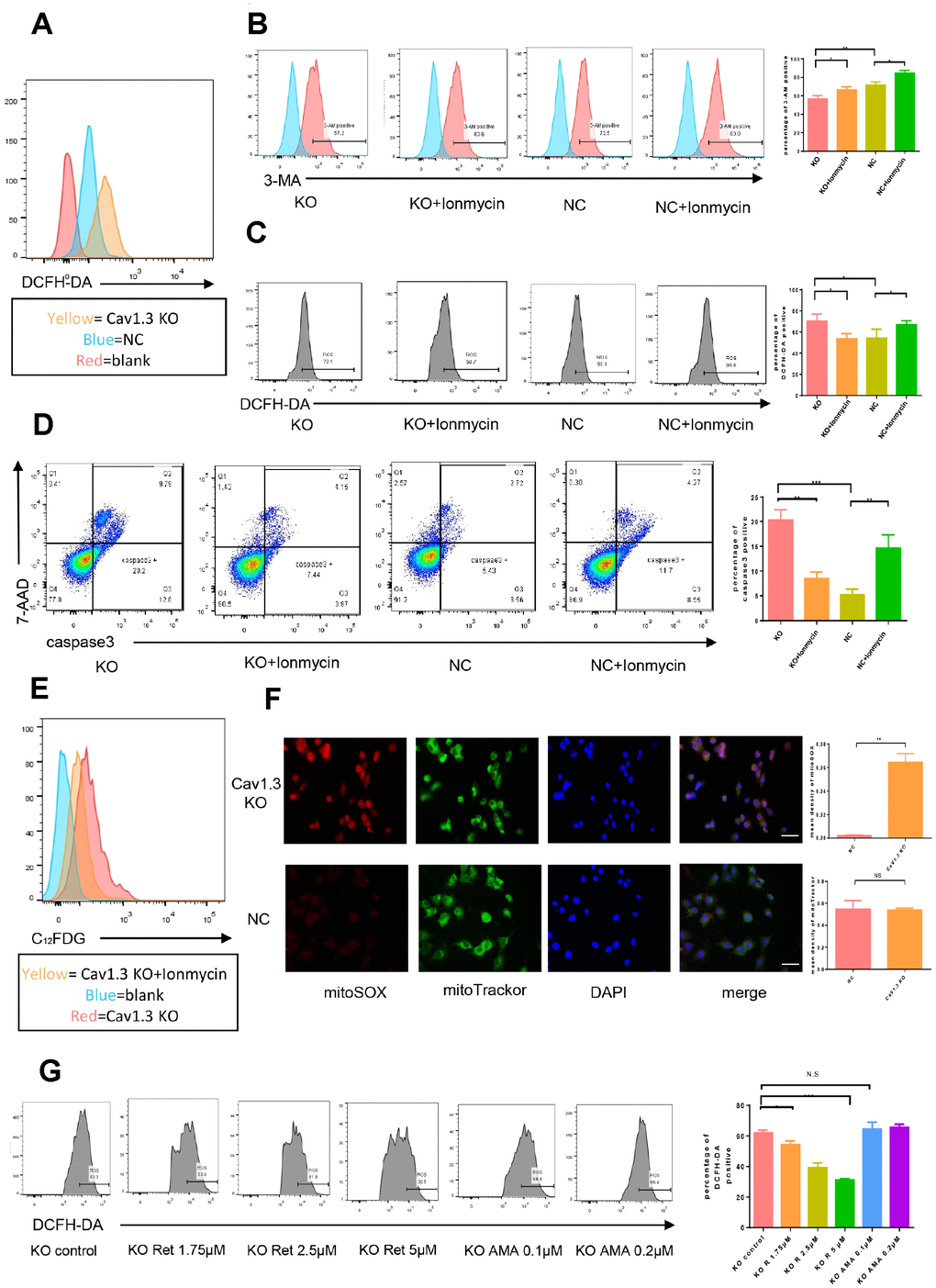 Cav1.3 knock out decrease intra cellular calcium and subsequently result in reduction of complex I derived ROS inactivation. (A) intra-cellular ROS detection by flow cytometry (n=3). (B–E) the intra cellular calcium, intra cellular ROS, caspase-3/7-AAD staining and C12FDG staining of NC and KO HEI-OC1 cells with or without Ionmycin (n=3). (F) immunofluorescence of mitoSOX (red) and mitotrackor (green) in NC and KO HEI-OC1 cells, nuclei was visualized by DAPI (magnification, ×400, scal bar: 50μm), the right panels are the quantitative analysis of mitoSOX (top) and mitoTrackor (bottom). (G) the intra cellular ROS of KO HEI-OC1 cells with or without gradient Retenone (Ret) and Antimycin A (AMA)(n=3), the right panel is the quantitative analysis. Error bars represent mean ± s.d.; *PB, C, D, G).