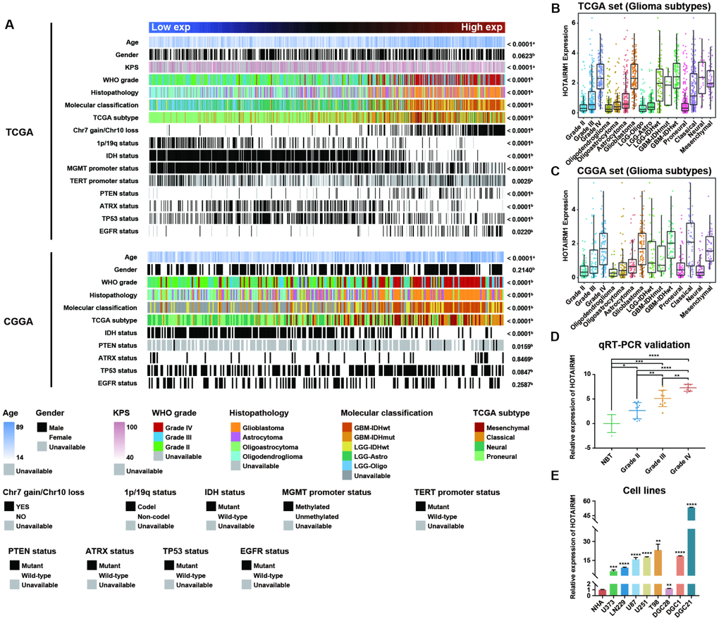 Association between HOTAIRM1 expression and clinical and molecular features and malignancy in glioma. (A) TCGA (top) and CGGA (bottom) data were arranged in ascending order of HOTAIRM1 expression level; the relationship between HOTAIRM1 level and clinical and molecular features of glioma was evaluated. a, Difference in continuous variables between high- and low-exp groups was assessed with the Student’s t test; b, distribution of categorical variables between high- and low-exp groups was assessed with the χ2 test or Fisher’s exact test. (B, C) HOTAIRM1 expression level according to tumor grade, histopathologic classification, and molecular and TCGA subtypes in TCGA (B) and CGGA (C). (D, E) qRT-PCR analysis of relative HOTAIRM1 expression level in four non-neoplastic brain tissue samples, 28 glioma tissue samples (Grade II, n = 10, Grade III, n = 10, and Grade IV, n = 8), normal human astrocytes (NHA), five glioma cell lines, and three primary DGC lines derived from glioma patients. Values represent mean ± SD. *P 