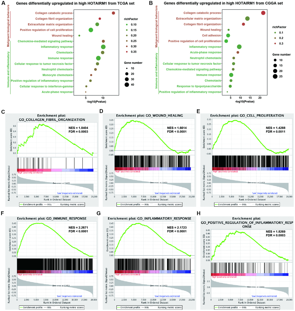 Analysis of HOTAIRM1 function in glioma. (A, B) GO analysis by DAVID showing biological processes associated with HOTAIRM1 in TCGA (A) and CGGA (B) datasets. (C–H) GSEA analysis was performed to verify the biological functions attributed to HOTAIRM1 in TCGA.