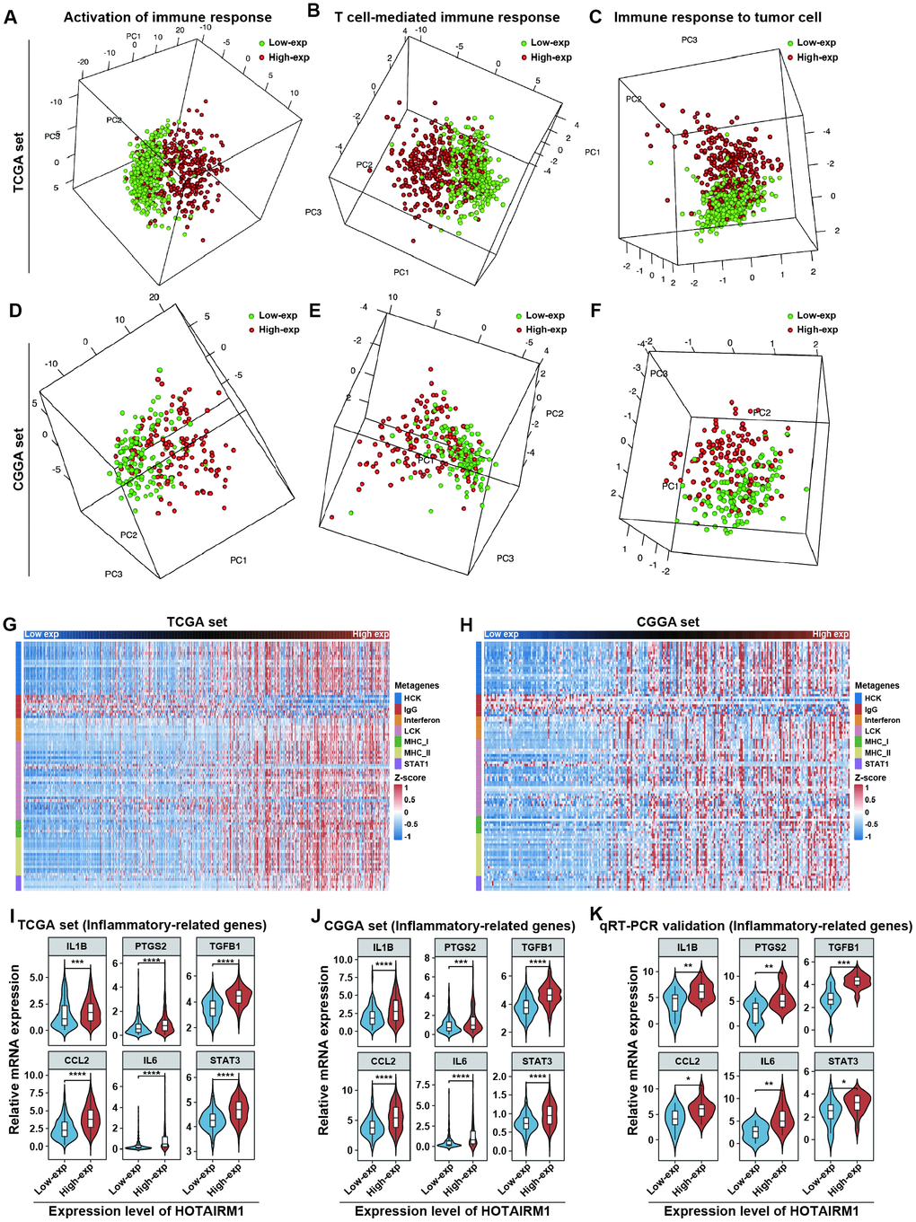 Elevated HOTAIRM1 expression is associated with distinct immune and inflammatory phenotypes. (A–F) Activation of T cell-mediated immune response and immune response to tumor cells is associated with HOTAIRM1 expression levels in TCGA (A–C) and CGGA (D–F). (G, H) Effect of HOTAIRM1 on inflammation in TCGA (G) and CGGA (H); gene expression level was normalized to z score. (I–K) Expression of six inflammation-related genes in TCGA (I), CGGA (J), and independent glioma samples (K) in relation to HOTAIRM1 level. *P 