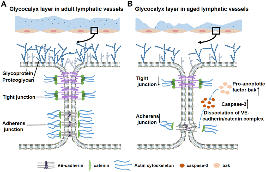 Glycocalyx layer and intercellular junctions of lymphatic vessels during the aging process. (A) In adult lymphatic vessels, the intact, continuous glycocalyx layer covers lymphatic endothelial cells. Detailed view in the box shows the normal glycocalyx layer and intercellular junctions. (B) Aged lymphatic vessels display thin, discontinuous glycocalyx layer. Detailed view in the box shows a significant loss of glycocalyx and adherens/tight junctions. Increased pro-apoptotic factor bak activates caspase-3 to disrupt the downstream protein β-catenin, which leads to decreased adherens junctions and impaired barrier function.