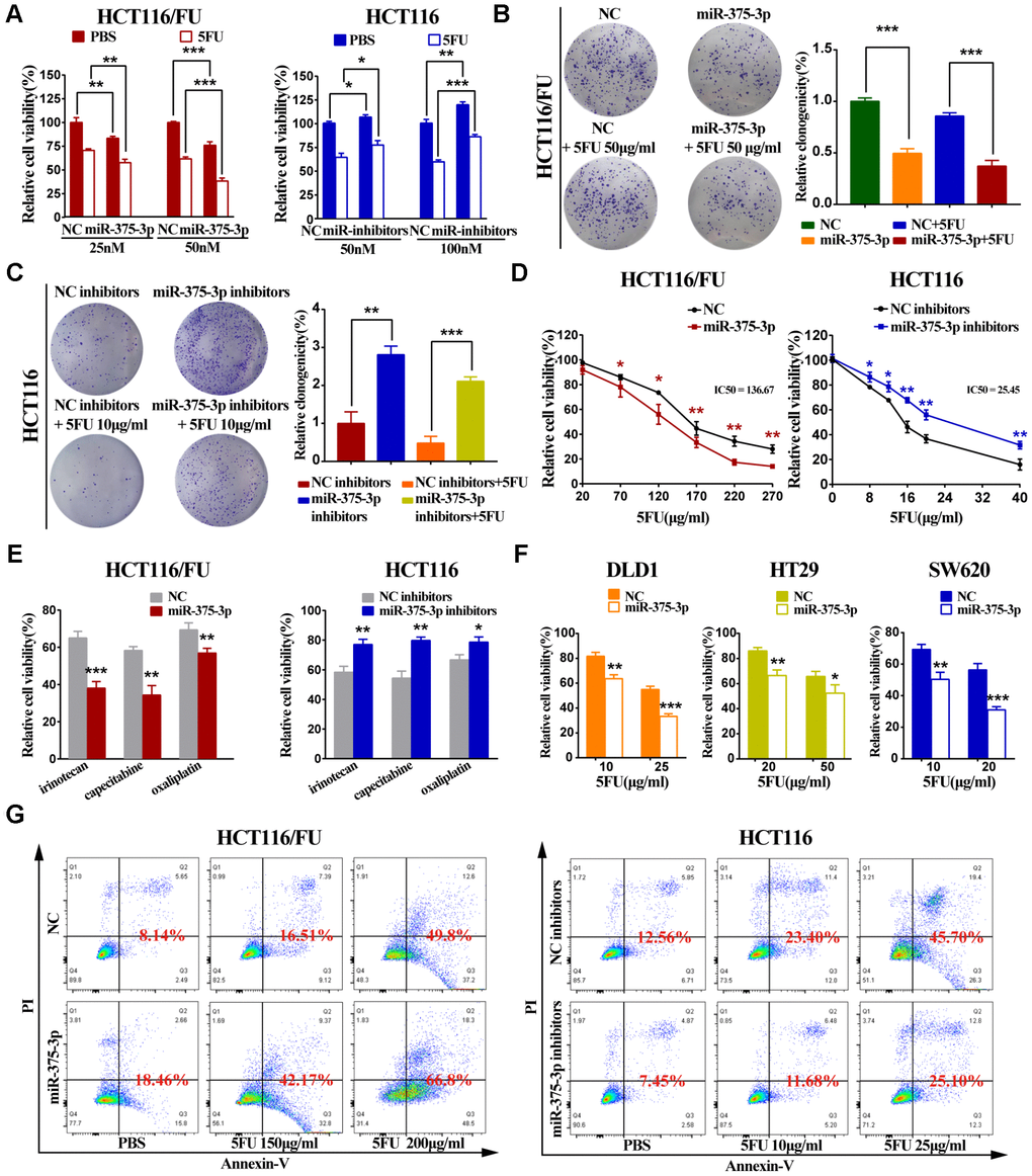 miR-375-3p inhibits proliferation, chemoresistance and promotes 5FU-induced apoptosis of CRC cells in vitro. (A) Cell proliferation was detected by MTT assay after different concentrations of transfection together with 5FU treatment or not. (Left : HCT116/FU cells transfected with miR-375-3p/NC mimics: 25nM and 50nM; Right : HCT116 cells transfected with miR-375-3p/NC inhibitors : 50nM and 100nM). (B, C) HCT116/FU and HCT116 cells were respectively transfected with miR-375-3p mimics or inhibitors together with 5FU treatment or not. Colony formation assay were measured to show miR-375-3p inhibited cell growth. (D) MTT assay showed overexpression of miR-375-3p increased the sensitivity of HCT116/FU cell lines to 5FU and inhibition of miR-375-3p enhanced the resistance of HCT116 cell lines to 5FU. (E) The sensitivity of HCT116/FU(Left) and HCT116(Right) cells to multiple anticancer drugs were measured after transfection. (No transfection of HCT116/FU and HCT116 cell lines were taken as 100% viability, respectively; HCT116/FU cells: oxaliplatin 15μg/ml, irinotecan: 100μg/ml, capecitabine: 40μg/ml; HCT116 cells: oxaliplatin 2.5μg/ml, irinotecan: 18μg/ml, capecitabine: 4μg/ml;). (F) The sensitivity of DLD1, HT29 and SW620 CRC cell lines to 5FU were measured after transfection. (No transfection of cell lines were taken as 100% viability, respectively). (G) The apoptotic rate of the indicated cells transfected with miR-375-3p mimics or inhibitors, respectively, together with different concentrations of 5FU treatment were detected by flow cytometry analysis. (Left: HCT116/FU cells, concentration groups of 5FU: 150μg/ml and 200μg/ml; Right: HCT116 cells, concentration groups of 5FU: 10μg/ml and 25μg/ml). * P P P 