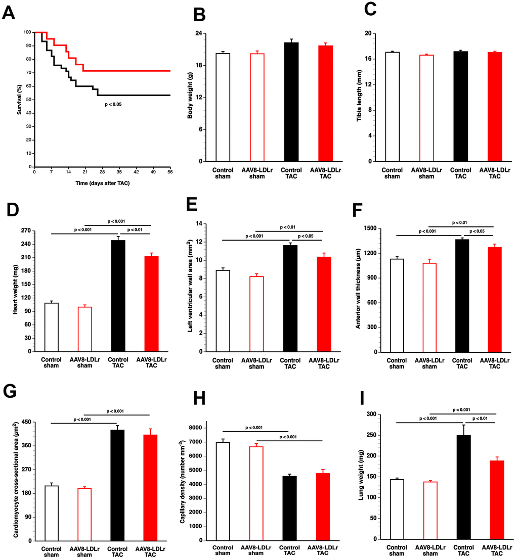 Cholesterol lowering gene therapy improves survival, attenuates cardiac hypertrophy, and inhibits lung congestion after TAC. Kaplan-Meier survival curves during an 8 weeks follow-up period comparing survival in control TAC mice (black) and AAV8-LDLr TAC mice (red) (A). Bar graphs illustrating body weight (B), tibia length (C), heart weight (D) in control sham (n=10), AAV8-LDLr sham (n=10), control TAC (n=9), and AAV8-LDLr TAC (n=10) mice 8 weeks after operation. Left ventricular wall area (E), anterior wall thickness (F) cardiomyocyte-cross-sectional area (G), and capillary density (H) quantified by morphometric and histological analysis in control sham (n=14), AAV8-LDLr sham (n=11), control TAC (n=25), and AAV8-LDLr TAC (n=11) mice 8 weeks after operation. Bar graph illustrating wet lung weight (I) in control sham (n=10), AAV8-LDLr sham (n=10), control TAC (n=9), and AAV8-LDLr TAC (n=10) mice 8 weeks after operation. Data are expressed as means ± SEM. Insets show a 4x magnification of the boxed region.