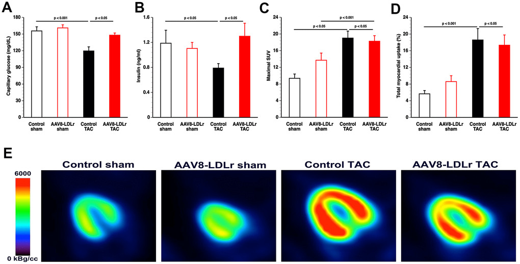 AAV8-LDLr gene therapy counteracts metabolic remodelling. Capillary glucose (A) and plasma insulin levels (B) 8 weeks after operation (n=10 for each group). Quantification of glucose uptake in the myocardium determined by micro-PET as shown by the maximal standardized uptake (SUV) value (C) and total myocardial uptake (% of injected dose) (D) 8 weeks after sham operation or after TAC (n=10-13 in each group). Representative micro-PET images illustrating the uptake of [18F]-FDG in the myocardium of sham mice and TAC mice at day 56 after operation are shown in panel (E).