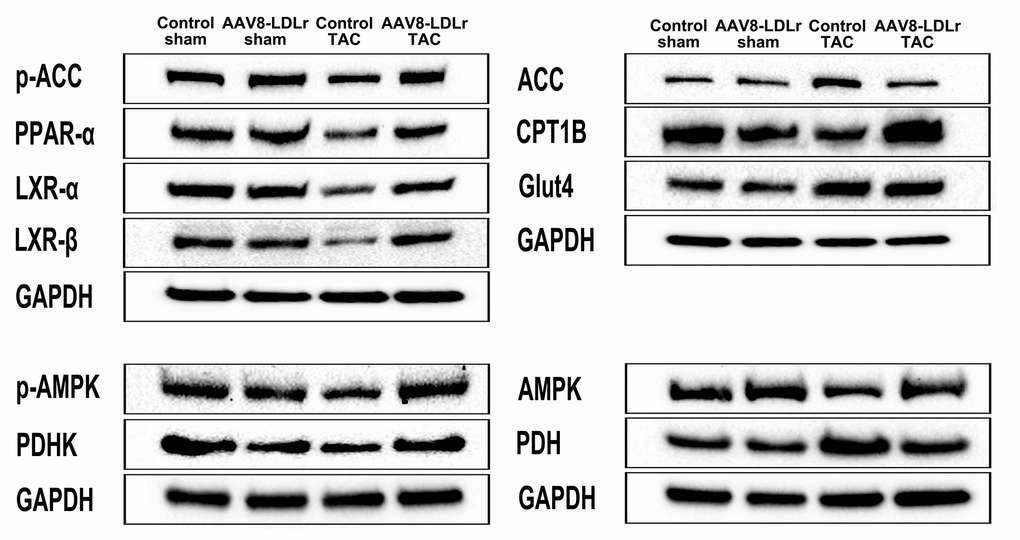 Representative images of western blots of metabolic proteins.