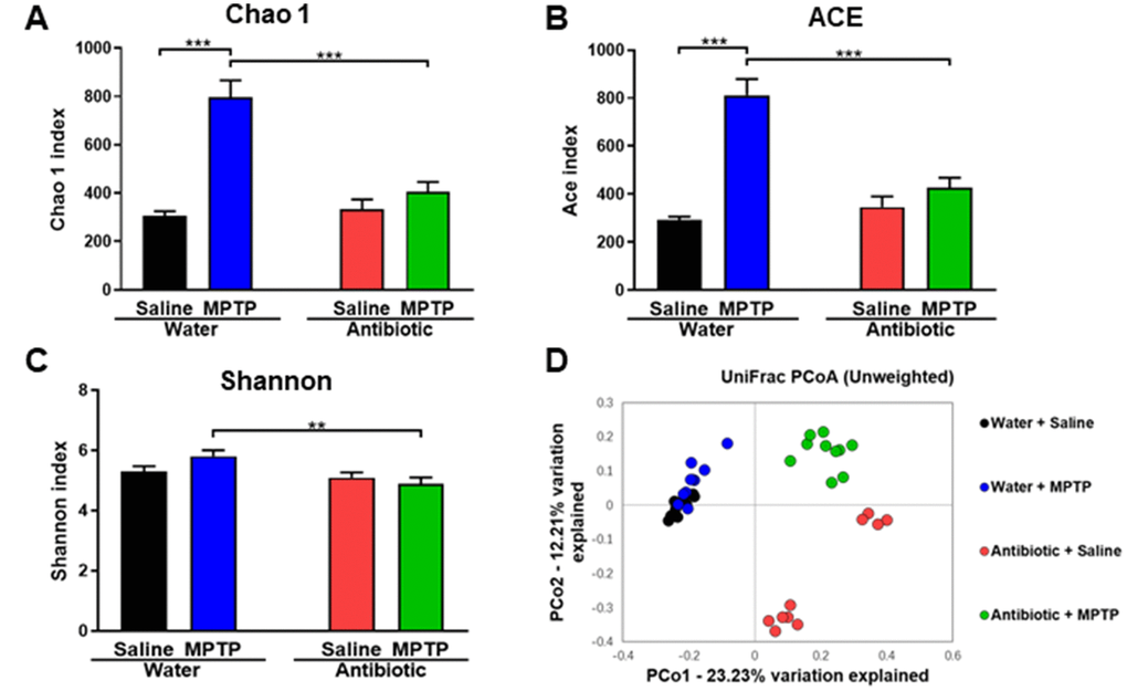 α-diversity and β-diversity in gut microbiota. Diversity index values for the four groups. (A) Chao 1 index (two-way ANOVA, antibiotic: F1,36 = 15.928, P 1,36 = 37.541, P 1,36 = 20.587, P B) ACE index (two-way ANOVA, antibiotic: F1,36 = 12.968, P 1,36 = 43.032, P 1,36 = 22.827, P C) Shannon index (two-way ANOVA, antibiotic: F1,36 = 8.942, P = 0.005; MPTP: F1,36 = 0.593, P = 0.446; interaction (antibiotic × MPTP): F1,36 = 3.427, P = 0.072). (D) PCoA analysis of gut bacteria data (Bray–Curtis dissimilarity).