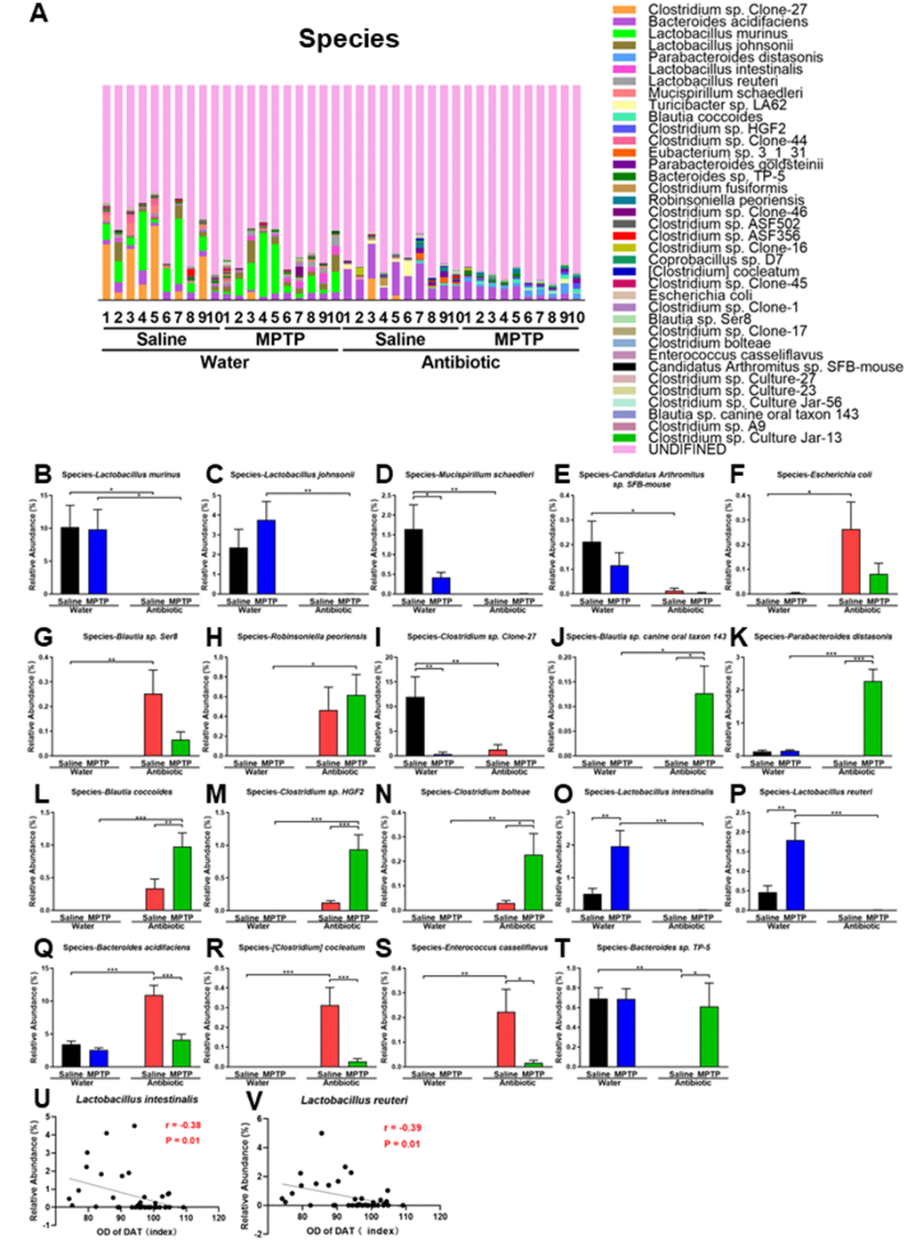 Altered gut bacteria composition at the species level. (A) Relative abundance at the species level. (B) Lactobacillus murinus. (C) Lactobacillus johnsonii. (D) Mucispirillum schaedleri. (E) Candidatus Arthromitus sp. SFB-mouse. (F) Escherichia coli. (G) Blautia sp. Ser8. (H) Robinsoniella peoriensis. (I) Clostridium sp. Clone-27. (J) Blautia sp. canine oral taxon 143. (K) Parabacteroides distasonis. (L) Blautia coccoides. (M) Clostridium sp. HGF2. (N) Clostridium bolteae. (O) Lactobacillus intestinalis. (P) Lactobacillus reuteri. (Q) Bacteroides acidifaciens. (R) [Clostridium] cocleatum. (S) Enterococcus casseliflavus. (T) Bacteroides sp. TP-5. (U) Negative correlation (r = -0.38, P = 0.01) between Lactobacillus intestinalis and DAT immunoreactivity. (V) Negative correlation (r = - 0.39, P = 0.01) between Lactobacillus reuteri and DAT immunoreactivity. Data are shown as mean ± S.E.M. (n = 10). *P Supplementary Table 3 for detailed statistical analysis.