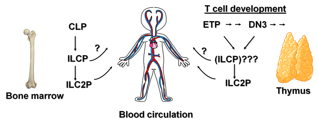 Contribution of ILC2s by the bone marrow and thymus. In the bone marrow, a variety of progenitor subsets (collectively called ILCP) have been shown to descend from CLP, and differentiate into all three ILC groups, but immature ILC2s (ILC2P) are more abundant. In the thymus, ETPs which arise from thymus-seeding progenitors generated in the bone marrow, as well as full-committed T cell precursors such as DN3 cells can differentiate into ILC2s, possibly through precursors similar to those found in the bone marrow. Newly made ILC2s and probably their progenitors then circulate in the blood and populate in tissues.