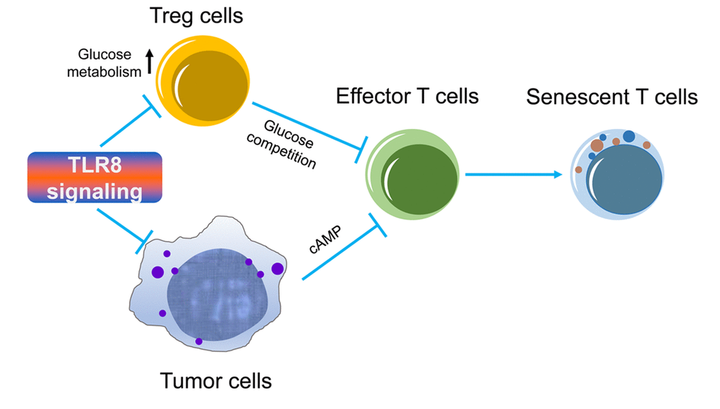 TLR8 signaling enhances anti-tumor immunity and immunotherapy. Treg cells and tumor cells have accelerated glucose metabolism and induce senescence and suppression in effector T cells during their cross-talks. TLR8 signaling inhibits glucose metabolism in Treg cells and decreases tumor-produced cAMP, resulting in reversal of responder T cell senescence and enhanced anti-tumor immune responses.