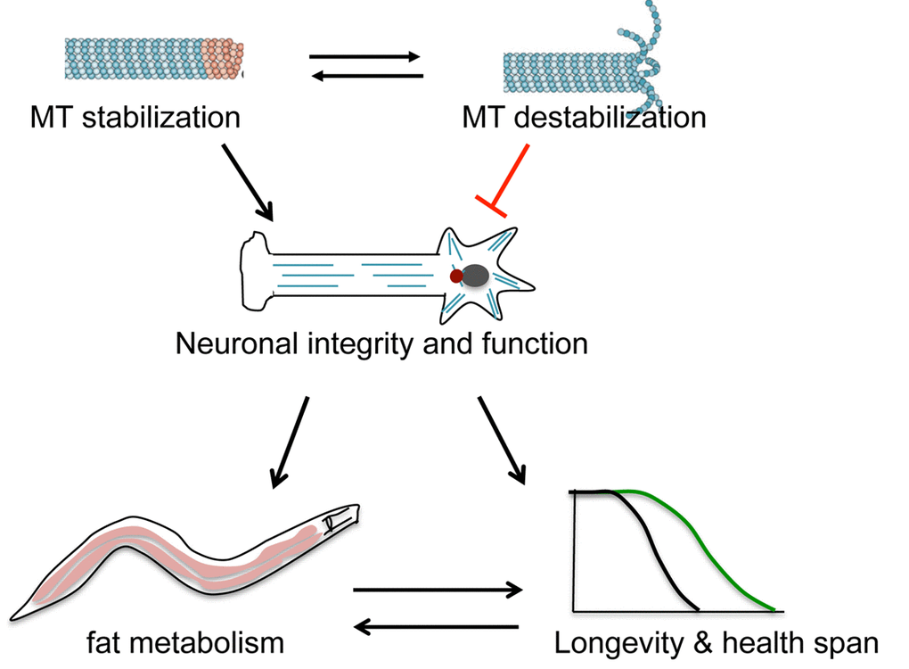 Working model. Neuronal microtubule (MT) status can affect neuronal integrity and function to impact organismal aging.