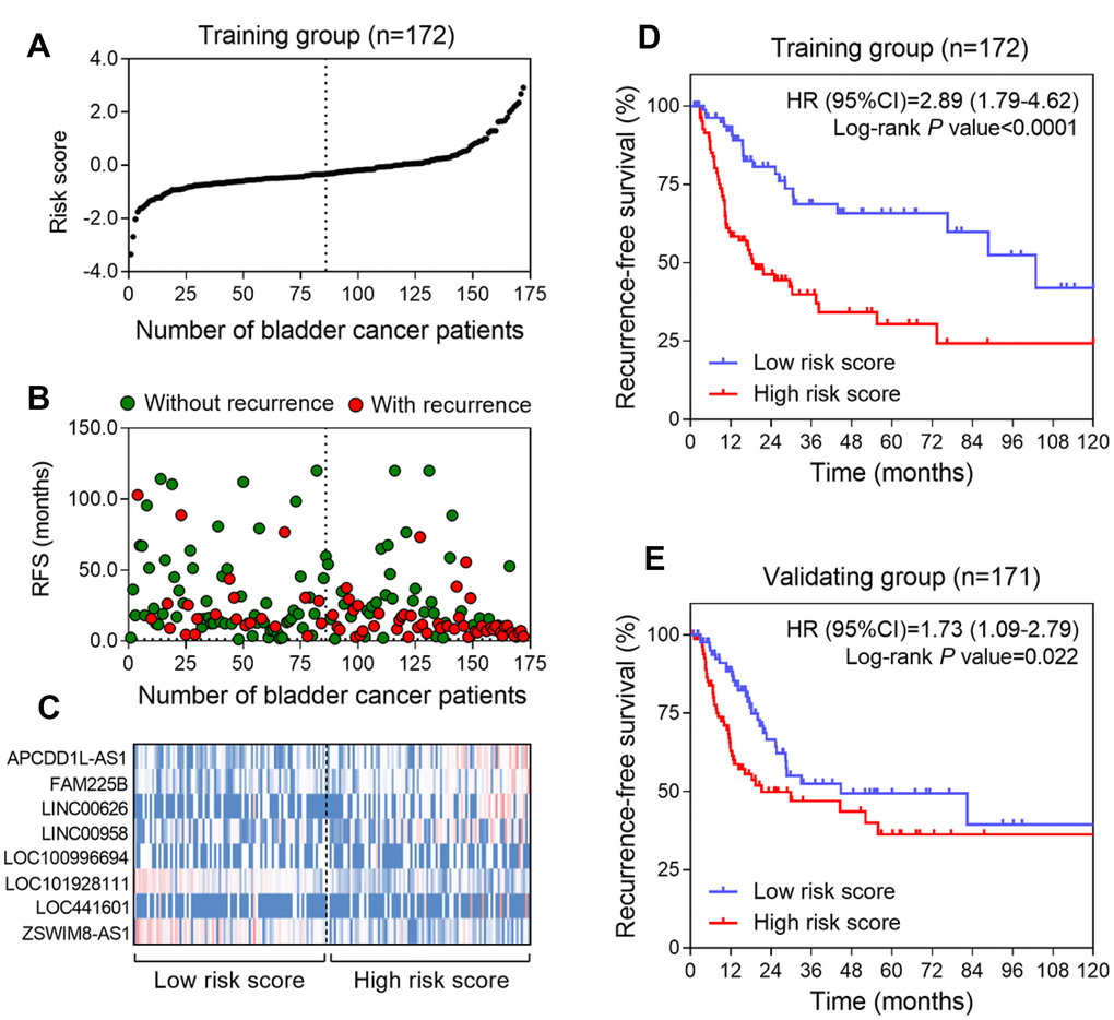 Construction of the eight-lncRNA risk model of BLCA. (A) lncRNA signature risk score distribution in the training group. (B) BLCA patients’ survival status in the training group. (C) Heatmap of the lncRNA expression profiles. Rows represent lncRNAs, and columns represent patients. The black dotted line represents the median lncRNA risk score cutoff dividing patients into low-risk and high-risk groups. Red: high expression; Blue: low expression. (D and E) Kaplan-Meier analysis for the recurrence free survival of BLCA patients in training series (D) and in validating series (E).