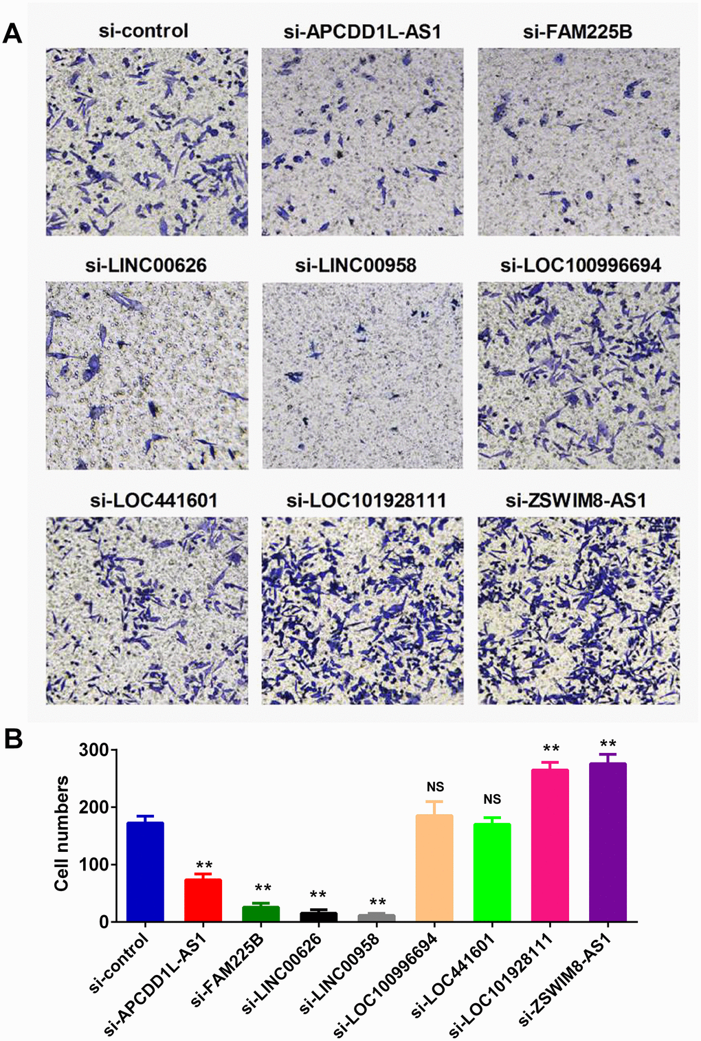 lncRNAs regulated the invasion ability of BLCA cell lines. Invasion assay was employed to monitor the effect of lncRNA expression on cell invasiveness. Specific small interfering RNAs (siRNAs) were used to knockdown the lncRNAs expression in human BLCA BIU-87 cells. Representative images of invasion assay were presented in (A), and the qualification result was shown in (B).