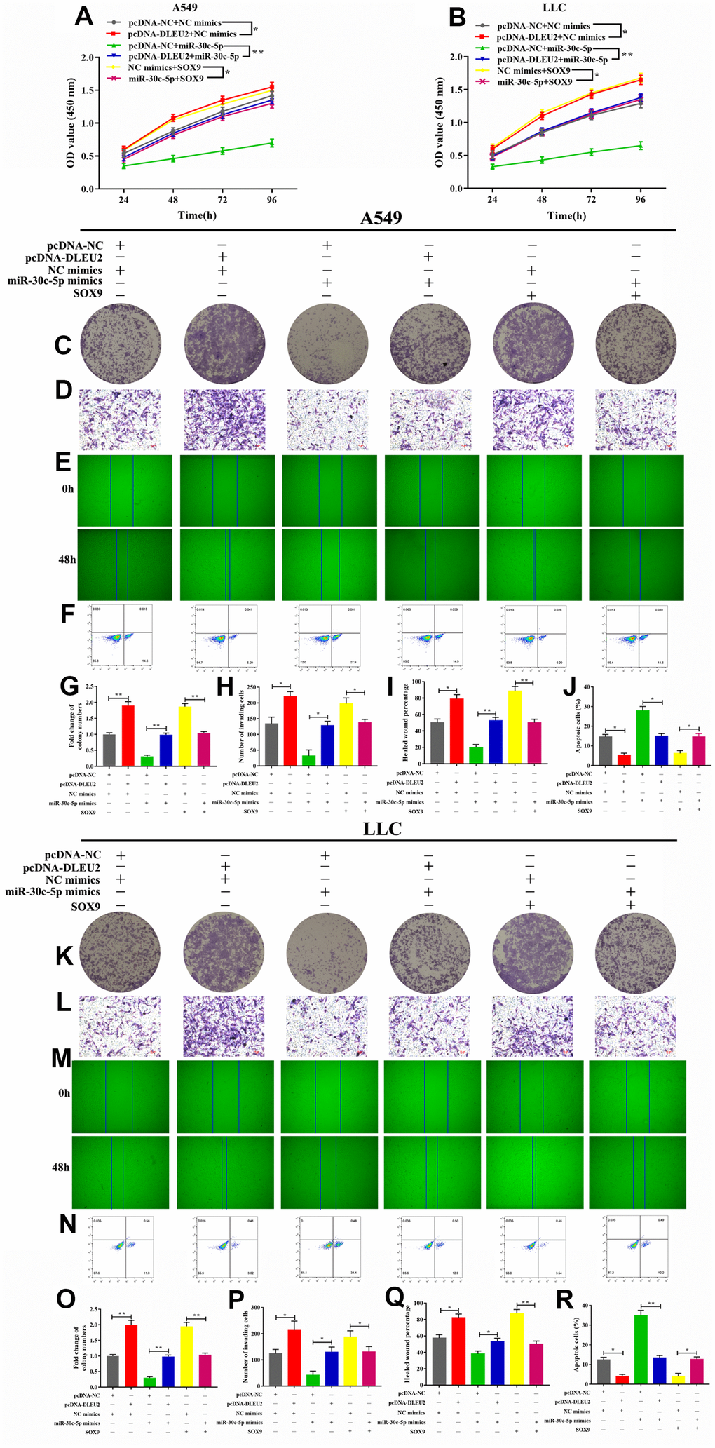 Effect of lncRNA/miR-30c-5p/SOX9 axis on cell proliferation, invasion, migration, and apoptosis. (A–B) Cell viability was determined by CCK-8 assay; (C, G, K, O) The colony formatting assay was used to evaluate the proliferation activity of A549 and LLC cells; (D, H, L, P) The invasive ability of A549 and LLC cells were detected by Transwell assay; (E, I, M, Q) The migration abilities of tumor cells were assessed by wound healing assay; (F, J, N, R) Flow cytometric analysis of apoptosis in A549 and LLC cells; *p**p***p