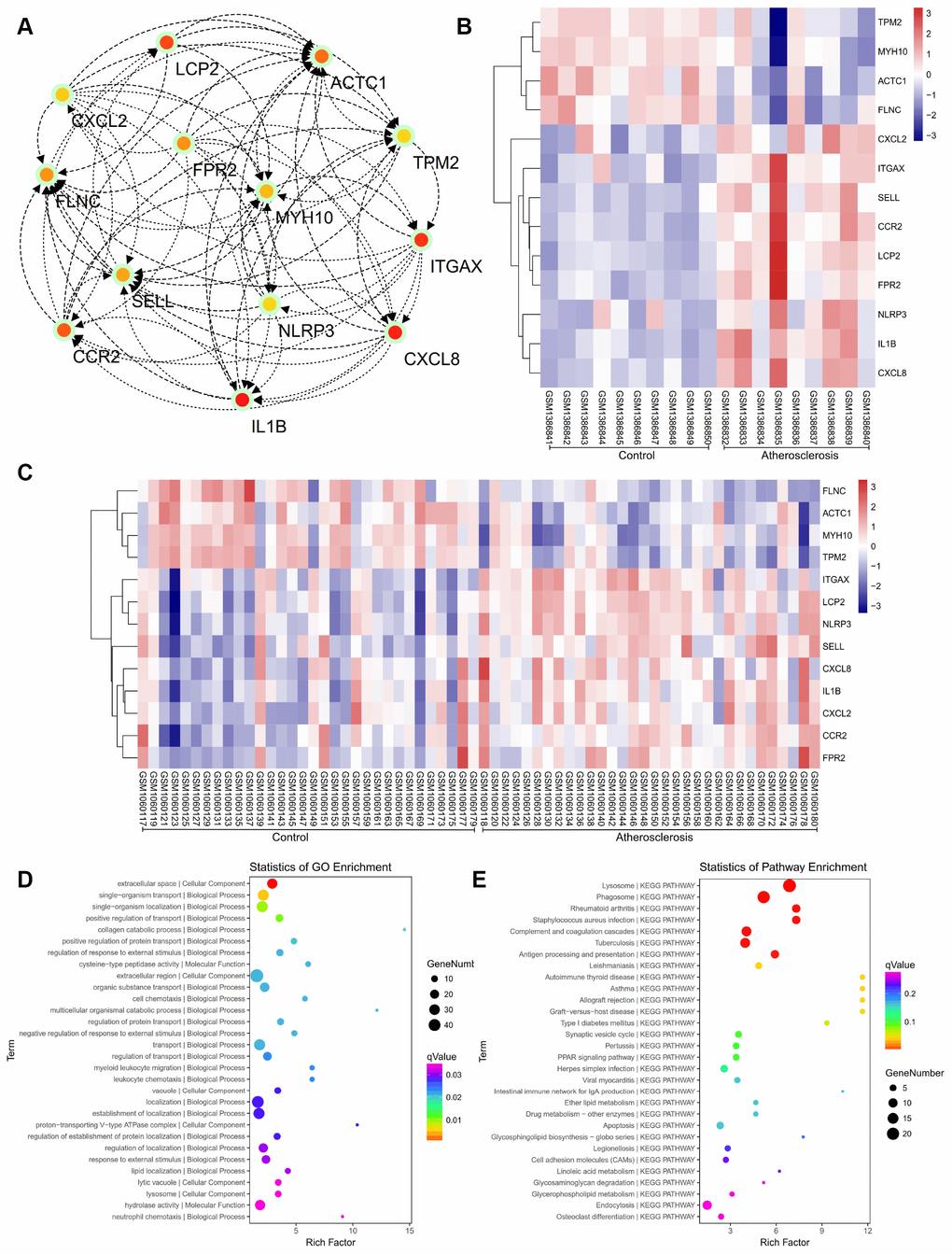 (A) The hub genes were identified from the PPI network. (B, C) Hierarchical clustering demonstrated that the hub genes could effectively differentiate the atherosclerotic samples from the non-atherosclerotic samples in the GSE57691 and GSE43292 datasets. The upregulated genes are marked in pink, the downregulated genes are marked in blue. (D) The GO enrichment analyses of DEGs of our private dataset. (E) The KEGG pathway analysis of DEGs of our private dataset.