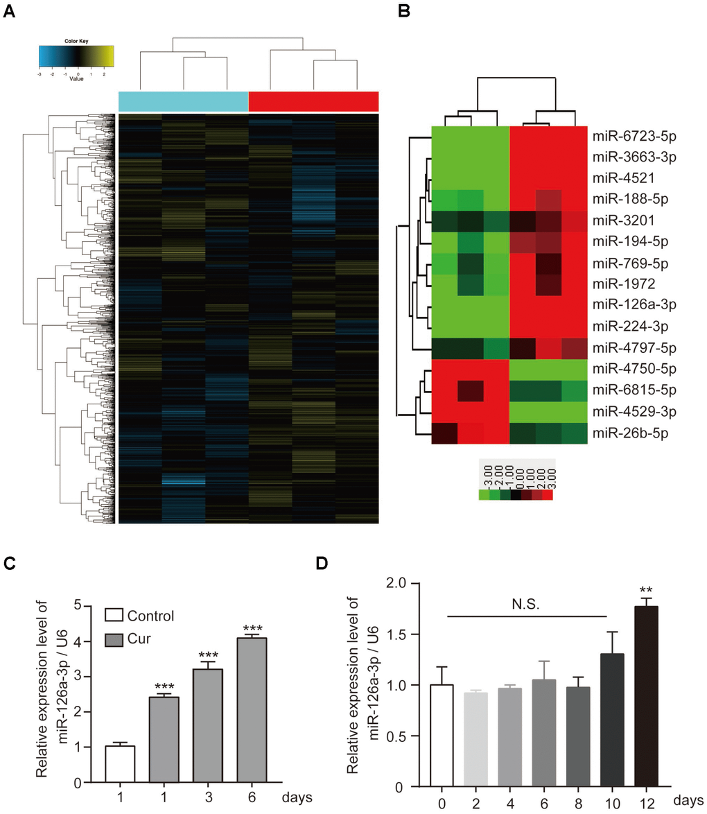 The effect of curcumin on miRNA expression patterns in hADSCs. (A) Microarray analysis was performed to analyse the miRNA expression pattern in hADSCs. (B) miRNAs with at least a 2.5-fold increase or decrease in response to curcumin treatment are shown. (C) qRT-PCR detected the expression levels of miR-126a-3p in curcumin-treated hADSCs. (D) qRT-PCR detected the expression profile of miR-126a-3p during osteogenic differentiation of hADSCs. Quantitative data are presented as the mean ± S.D. (n =3). *P