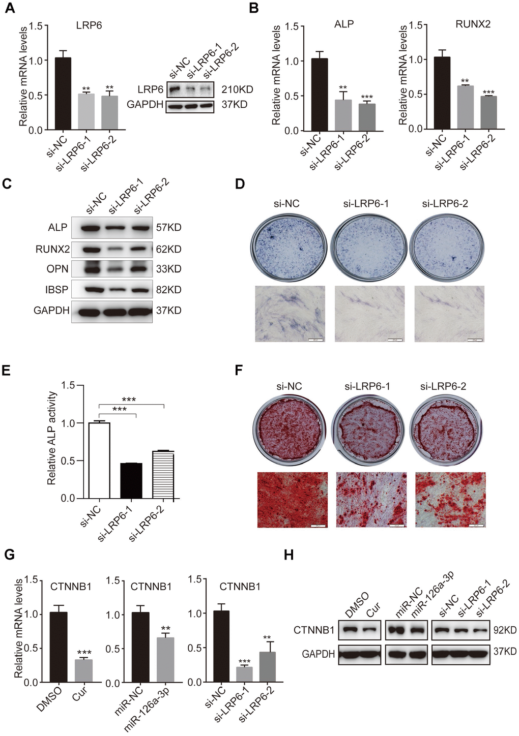 Knockdown of endogenous LRP6 resembles the effect of miR-126a-3p on osteogenesis via inhibition of the WNT pathway. (A) The mRNA and protein levels of LPR6 were detected by qRT-PCR and western blot assays respectively in LPR6 siRNAs or negative control siRNA-transfected cells. (B) The mRNA levels of osteogenic-related genes were detected by qRT-PCR assay on day 6 of osteogenic differentiation. (C) The protein levels of osteogenic-related genes were analyzed using western blot assays on day 6 of osteogenic differentiation. (D, E) ALP staining and ALP activity analyses were used to indicate the early differentiation on day 6 of osteogenic differentiation. (F) Alizarin red staining was performed to indicate calcium salt deposits on day 12. (G, H) qRT-PCR and Western blot assays analyzed the expression levels of CTNNB1. Scale bars: 200 μm. Quantitative data are presented as the mean ± S.D. (n =3). *P