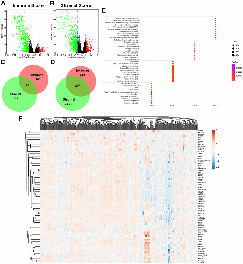 Differential expressed genes with immune and stromal score and related functional annotations in ccRCC. (A) Based on immune score comparison, 162 genes were up-regulated and 747 genes down-regulated in the high score than the low score group after propensity analysis using limma package algorithm. (B) Similarly, for high stromal score compared with low score, 261 up-regulated genes and 1198 down-regulated genes were obtained. (C–D) A total of 77 DEGs were commonly upregulated in the high scores groups, and 787 genes were synchronously downregulated using Venn algorithm. (E) functional enrichment analysis including GO: BP, GO: CC, GO: MF and KEGG pathways, was performed in 864 commonly DEGs. (F) Cluster analysis and heat map including 77 up-regulated DEGs suggested distinct mRNA expression profiles of DEGs in 533 ccRCC samples.