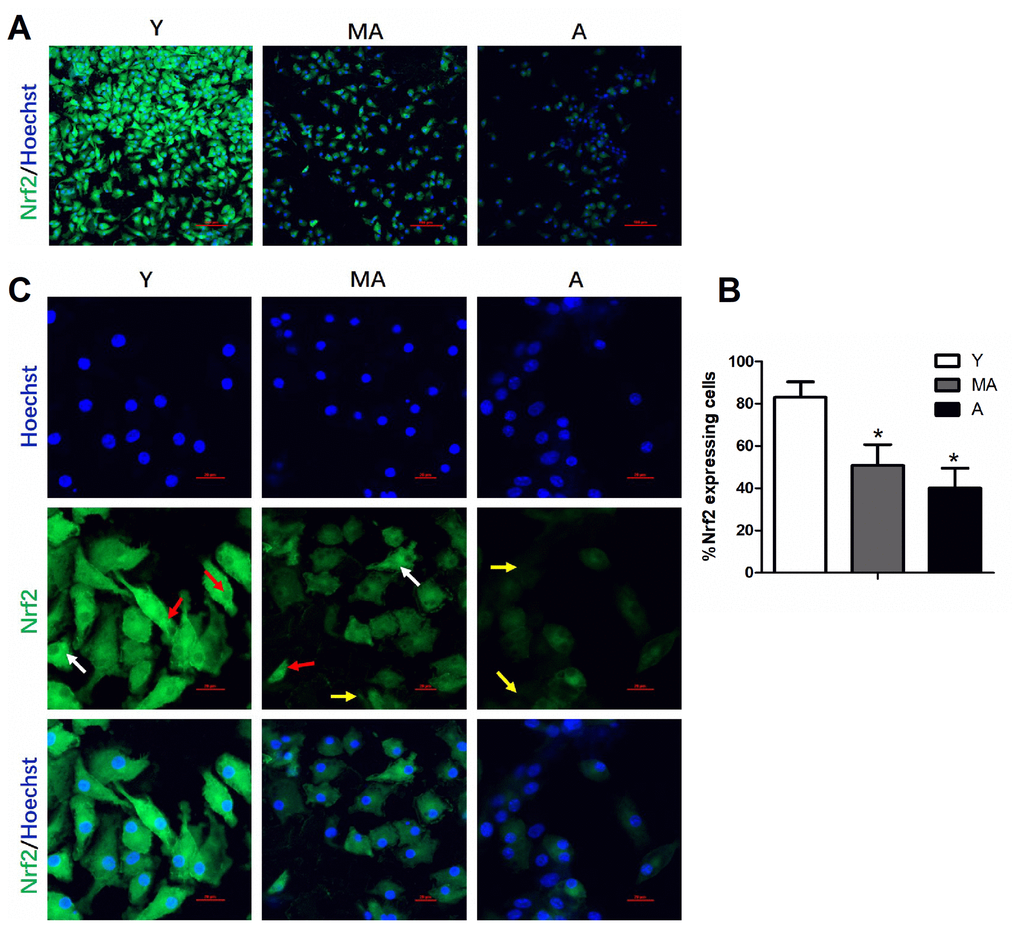 NRF2 expression in cultured EPCs was reduced with advancing age. Low-magnification images of NRF2 expression in different age groups are shown in (A), with quantification in (B). High-magnification confocal images of NRF2 expression are shown in (C). NRF2 expression was detected in the cytoplasm (white arrows) and/or nuclei (red arrows) in younger cells, while little or no NRF2 expression was detected in middle-aged and aged cells (yellow arrows). *PA) 100 μm, (C) 20 μm.