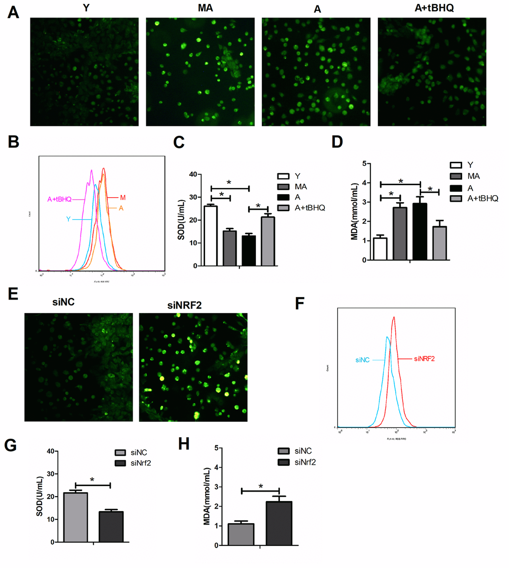 NRF2 protected against oxidative stress in EPCs during aging. ROS levels were detected by fluorescence imaging (green, 100×) (A, E) and flow cytometry (B, F) in different groups of EPCs. The levels of SOD (C, G) and malondialdehyde (D, H) were also assessed in the supernatants of EPCs. *P