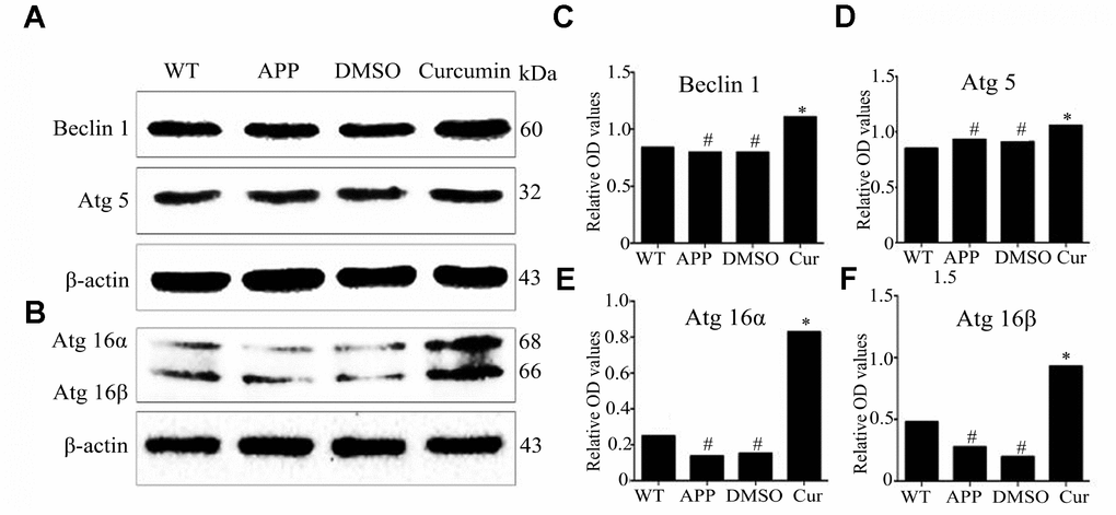 Curcumin enhanced the expression of autophagy-related genes encoding proteins, Beclin1, Atg5, and Atg16L1 in N2a/APP695swe cells. (A–F) Western blot analysis of Beclin1, Atg5, Atg16α and Atg16β in each group; Representative blot (A–B) and summary graph of densitometric analysis (C–F); The data represent as mean ± SEM of a typical series of 3 experiments (# P