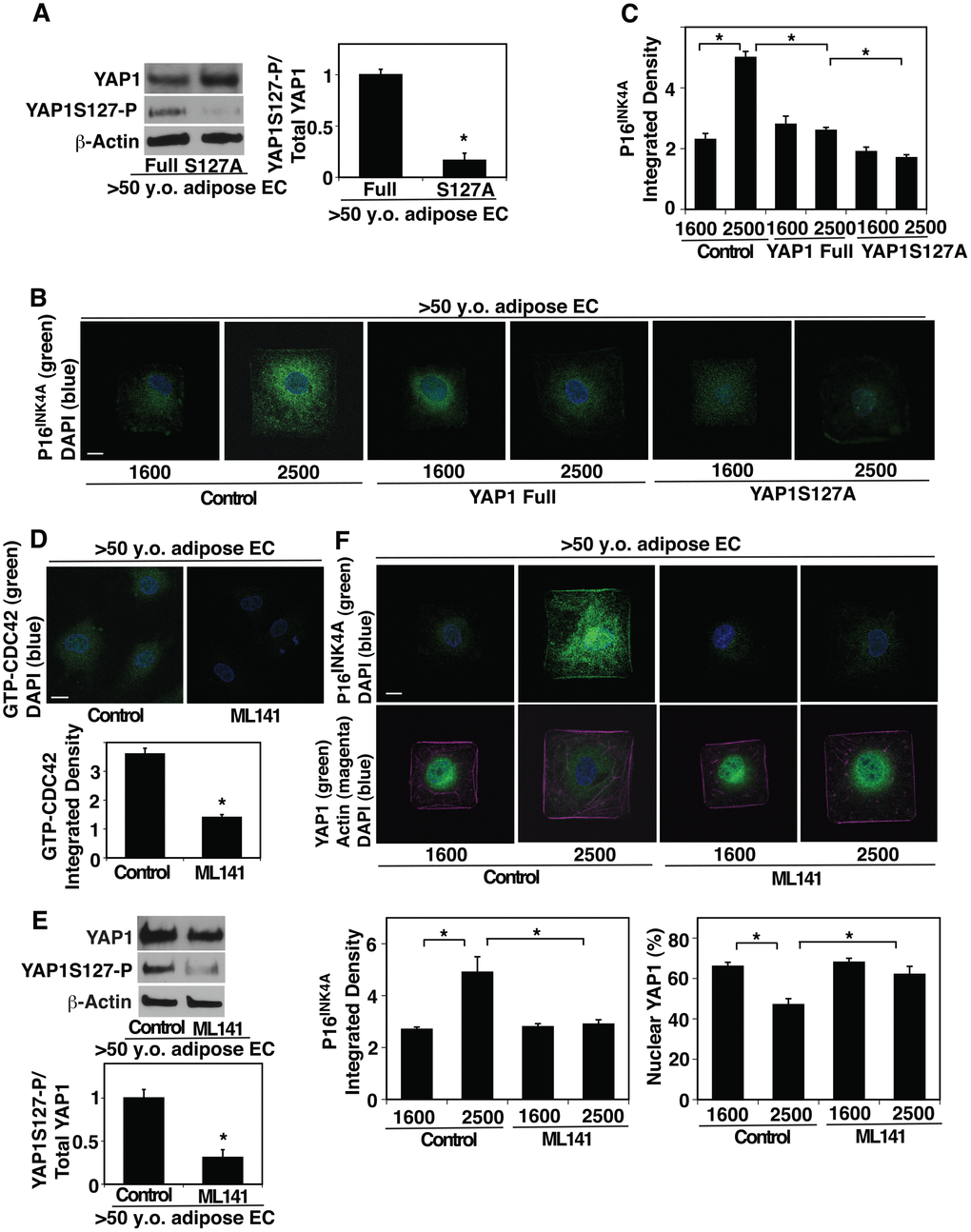 CDC42-YAP1 mediates cell size-dependent changes in EC senescence in aged ECs. (A) Representative immunoblots showing YAP1, YAP1S127 phosphorylation, and β-actin protein levels in ECs isolated from >50 y.o. human adipose tissues treated with retrovirus overexpressing full-length YAP1 or YAP1S127A (left). Graph showing the quantification of immunoblots (right, n=3, *, pB) IF micrographs showing P16INK4A expression and DAPI in ECs isolated from >50 y.o. human adipose tissues treated with retrovirus overexpressing full-length YAP1 or YAP1S127A, cultured on FN-coated island of different sizes. Scale bar, 10 μm. (C) Graph showing quantification of P16INK4A integrated density (n=7, mean ± s.e.m., *, pD) IF micrographs showing the GTP-CDC42 levels and DAPI in ECs isolated from >50 y.o. human adipose tissues treated with ML141 (500 nM). Scale bar, 10 μm. Graph showing quantification of GTP-CDC42 integrated density (n=7, mean ± s.e.m., *, pE) Representative immunoblots showing YAP1, YAP1S127 phosphorylation, and β-actin protein levels in ECs isolated from >50 y.o. human adipose tissues treated with ML-141 (top). Graph showing the quantification of immunoblots (bottom, n=3, *, pF) IF micrographs showing P16INK4A expression (green) and DAPI (blue, top) and YAP1 localization (green), actin structure (magenta), and DAPI (blue, bottom) in ECs isolated from >50 y.o. human adipose tissues treated with ML141 and cultured on FN-coated island of different sizes. Scale bar, 10 μm. Graphs showing quantification of P16INK4A integrated density (bottom left) and nuclear YAP1 (bottom right) (n=7, mean ± s.e.m., *, p