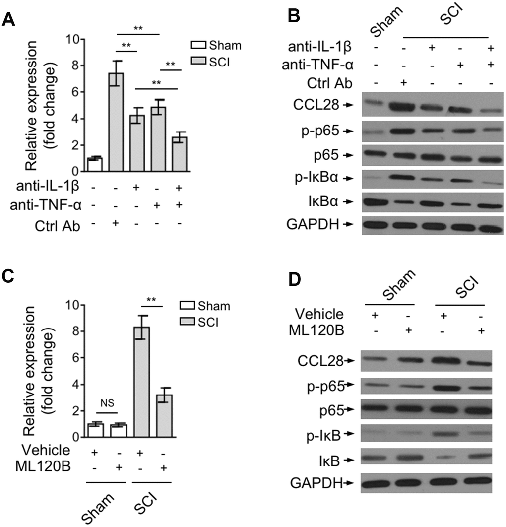 IL-1β and TNF-α upregulate CCL28 through activating NF-κB after SCI. (A, B) Mice were pre-injected with control antibody (Ctrl Ab) or neutralizing antibodies against IL-1β (anti-IL-1β) and/or TNF-α (anti-TNF-α) into the intraspinal cord for 12 hrs, and then subjected to sham or SCI surgery. After another 12 hrs, the spinal cord samples were analyzed by qRT-PCR and Western blotting for detecting CCL28 mRNA level (A) and protein level (B) (n=5). (C, D) Mice were pre-injected with equal volume of vehicle or 60 mg/kg ML120B into the intraspinal cord for 12 hrs, and then subjected to sham or SCI surgery. After another 12 hrs, the CCL28 mRNA level (C) and protein level (D) in the spinal cord was analyzed as in (A, B) (n=5). GAPDH was used as a reference or loading control. Data are mean ± SD. The statistical analysis was performed using Student’s t-test. **, P