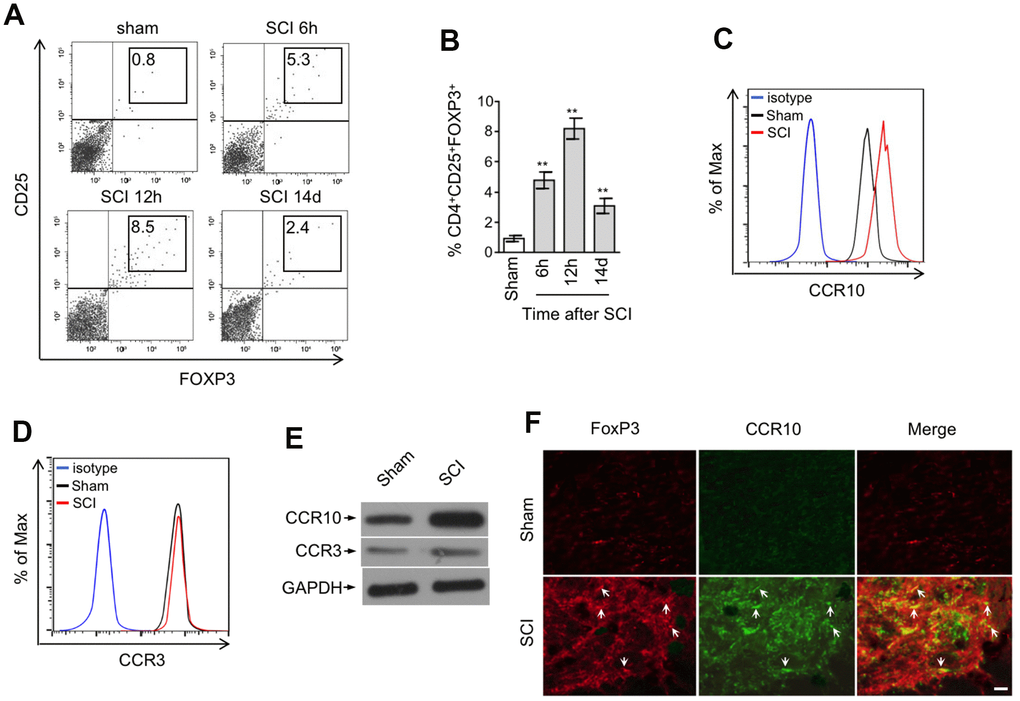 CCR10-expressing CD4+CD25+FOXP3+ Treg cells are enriched in the spinal cord after SCI. (A, B) Representative flow cytometry dot plots (A) and percentage (B) of CD4+CD25+FOXP3+ cells among the CD4+ T cells in the spinal cord after sham or SCI surgery. Cells were gated on 7-AAD negative population and the numbers inside plots refer to % Treg cells (n=5). (C, D) Representative histogram of CCR10 (C) and CCR3 (D) expression in CD4+CD25+FOXP3+ cells as gated in (A). (E) CD4+CD25+FOXP3+ cells in the spinal cord from sham and SCI mice were sorted out and analyzed by Western blotting to detect the expression of CCR10 and CCR3. GAPDH was used as a loading control. (F) Double immunostaining of FOXP3 (red) and CCR10 (green) in the spinal cord sections after sham or SCI surgery. The merged images are also shown. Arrows indicate cells with positive staining and colocalization. Scale bar, 100 μm. Data are mean ± SD. The statistical analysis was performed using Student’s t-test. **, P