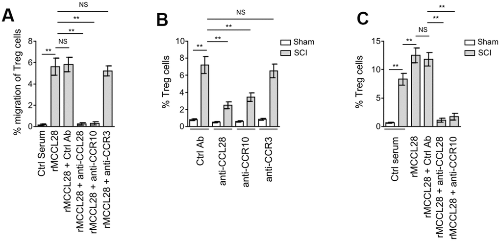 Spinal cord recruits Treg cells through CCL28-CCR10 axis after SCI. (A) Mouse peripheral blood mononuclear cells (PBMCs) were seeded in the upper chambers and pretreated with control antibody (Ctrl Ab), neutralizing antibodies against CCL28, CCR10 or CCR3 for 1 hr. The percentage of CD4+CD25+FOXP3+ Treg cells among the CD4+ cells recruited to the lower chambers with medium containing mouse recombinant CCL28 (rMCCL28) or 1% mouse control serum was analyzed by flow cytometry (n=6 replicates in each group). (B) Mice were pre-injected with Ctrl Ab or neutralizing antibodies against CCL28 (anti-CCL28), CCR10 (anti-CCR10) or CCR3 (anti-CCR3) into the intraspinal cord for 12 hrs, and then subjected to sham or SCI surgery. After another 12 hrs, the percentage of CD4+CD25+FOXP3+ Treg cells in the spinal cord was determined by flow cytometry analysis (n=5). (C) Mice were pre-injected with Ctrl Ab, anti-CCL28 or anti-CCR10 and rMCCL28 or 1% mouse control serum as indicated into the intraspinal cord for 12 hrs, and then subjected to sham or SCI surgery. After another 12 hrs, the percentage of CD4+CD25+FOXP3+ Treg cells in the spinal cord were determined (n=5). Data are mean ± SD. The statistical analysis was performed using Student’s t-test. **, P