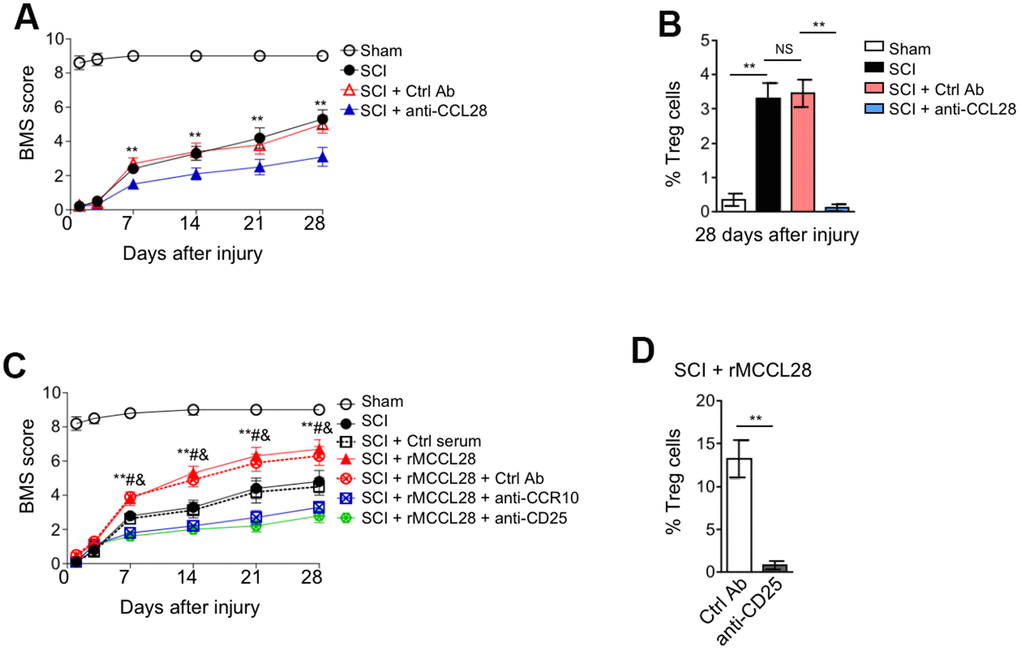 CCL28 promotes locomotor recovery after SCI through recruiting Treg cells. (A, B) Mice were pre-injected with Ctrl Ab or anti-CCL28 into the intraspinal cord for 12 hrs, and then subjected to sham or SCI surgery. The injection of Ctrl Ab or anti-CCL28 was repeated at 14 days after injury. The locomotion recovery was monitored using the BMS open-field test to determine locomotor capabilities (A) and the percentage of Treg cells at 28 days after injury was assessed by FACS analysis (n=8). Data are mean ± SEM. Data were analyzed by repeated measures analysis of variance (ANOVA). ** PC) Mice were pre-injected with Ctrl Ab, anti-CCR10, anti-CD25, rMCCL28 or 1% mouse control serum as indicated into the intraspinal cord for 12 hrs, and then subjected to sham or SCI surgery. The injection of Ctrl Ab, anti-CCR10, anti-CD25, rMCCL28 or 1% mouse control serum was repeated at 14 days after injury. The locomotion recovery was monitored (n=8). Data are mean ± SEM. Data were analyzed by repeated measures analysis of variance (ANOVA). ** PD) The percentage of CD4+CD25+FOXP3+ Treg cells in the spinal cord from SCI + rMCCL28 + Ctrl Ab group and SCI + rMCCL28 + anti-CD25 group was determined (n=8). Data are mean ± SD. The statistical analysis was performed using Student’s t-test. **, P