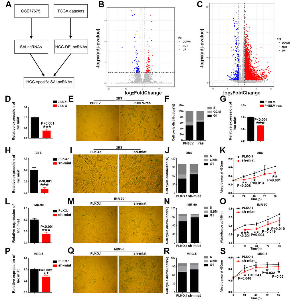 HCC specific SA-LncRNAs was downregulated during cellular senescence, and miat downregulation promoted cellular senescence. (A) Schematic overview of the study design. (B, C) Volcano plot of differentially expressed genes in proliferating vs. senescent WI-38 cells and HCC vs. normal tissues, respectively. The x-axis indicates log2 fold changes between the two groups and the y-axis indicates the -log10 adjusted p-value of gene expression variation. The upregulated genes are shown as red dots, the downregulated genes are shown as blue dots and the normal genes are shown as grey dots. (D) Real-time PCR analysis for miat expression in 2BS cells. The bars represent the mean and SD of three independent experiments, *P E) Cellular senescence assay by SA-β-gal staining in 2BS cells induced by the oncogene ras. (F) Cell cycle distribution analysis measured by propidium iodide staining and flow cytometry in 2BS cells induced by the oncogene ras. (G) Real-time PCR analysis for miat expression in 2BS cells induced by the oncogene ras. The bars represent the mean and SD of three independent experiments, *P H, L, P) Real-time PCR analysis for miat expression in 2BS cells, IMR-90 and MRC-5 cells transfected with the sh-miat plasmid. The bars represent the mean and SD of three independent experiments, *P I, M, Q) Cellular senescence assay by SA-β-gal staining in 2BS, IMR-90 and MRC-5 cells. (J, N, R) Cell cycle distribution analysis measured by propidium iodide staining and flow cytometry in 2BS, IMR-90 and MRC-5 cells (n=3). (K, O, S) Cell proliferation analysis determined by CCK assay (n=4, mean ± SD) in 2BS, IMR-90 and MRC-5 sh-miat cells (n =3, mean ± SD; absorption at 450 nm was detected at 0, 24, 48, 72 h and 96 h after transfection). *P 